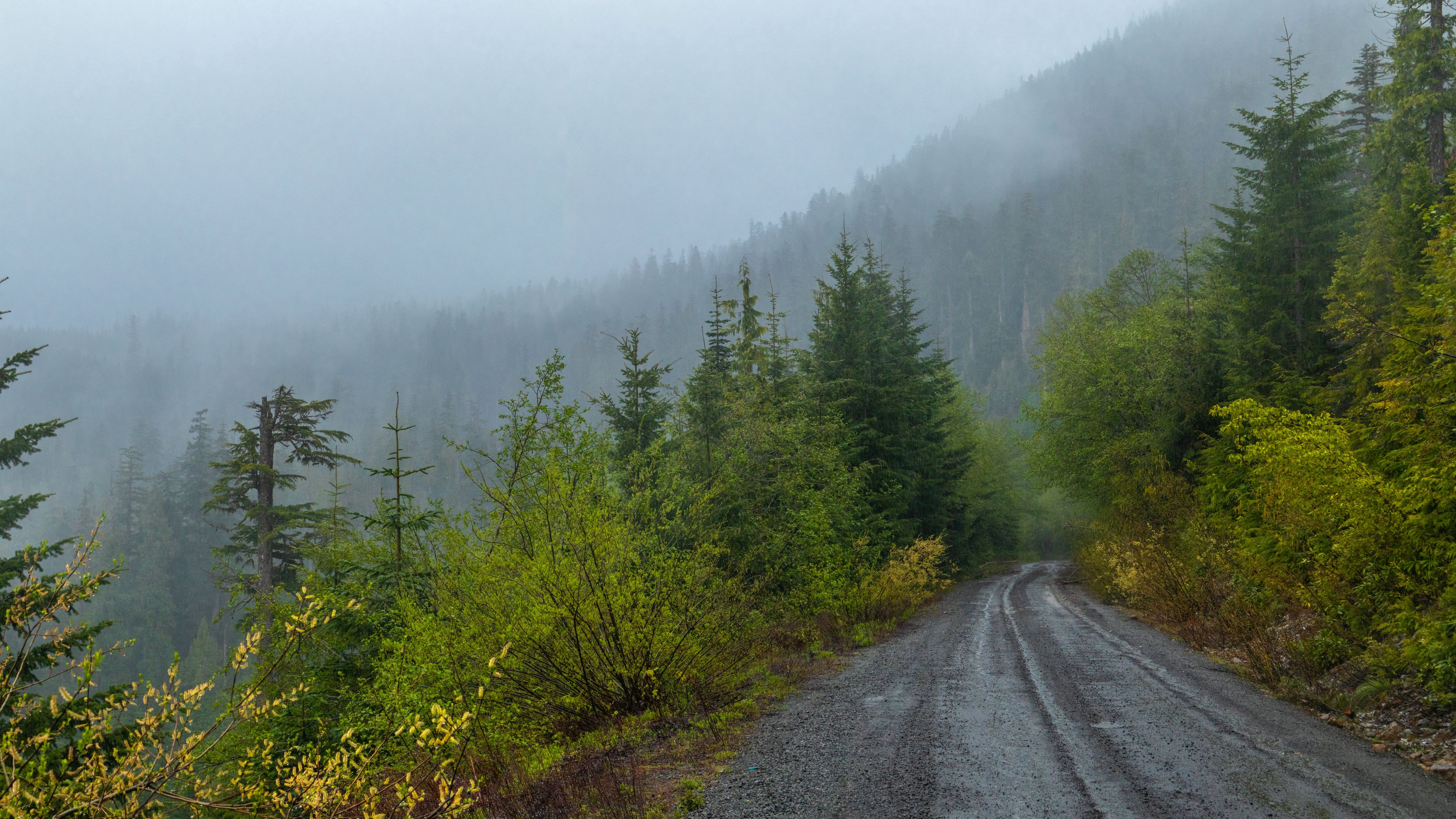 forest, road, trees, fog, 4k, HD Wallpaper