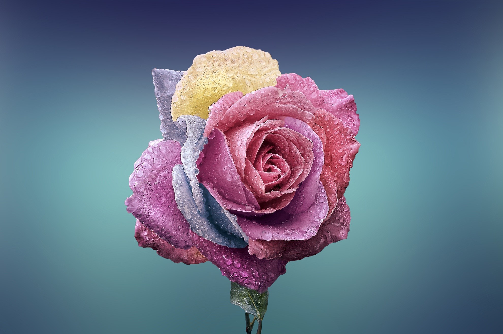 rose, flowers, hd, HD Wallpaper