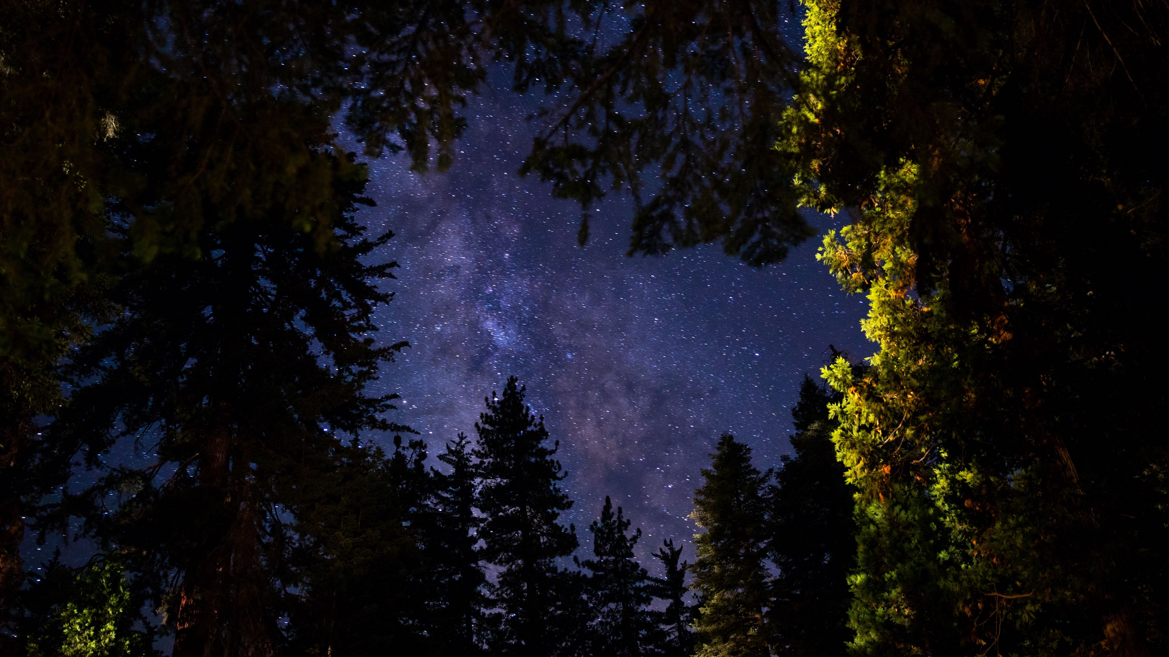 trees, sky, stars, night, dark, 4k, HD Wallpaper