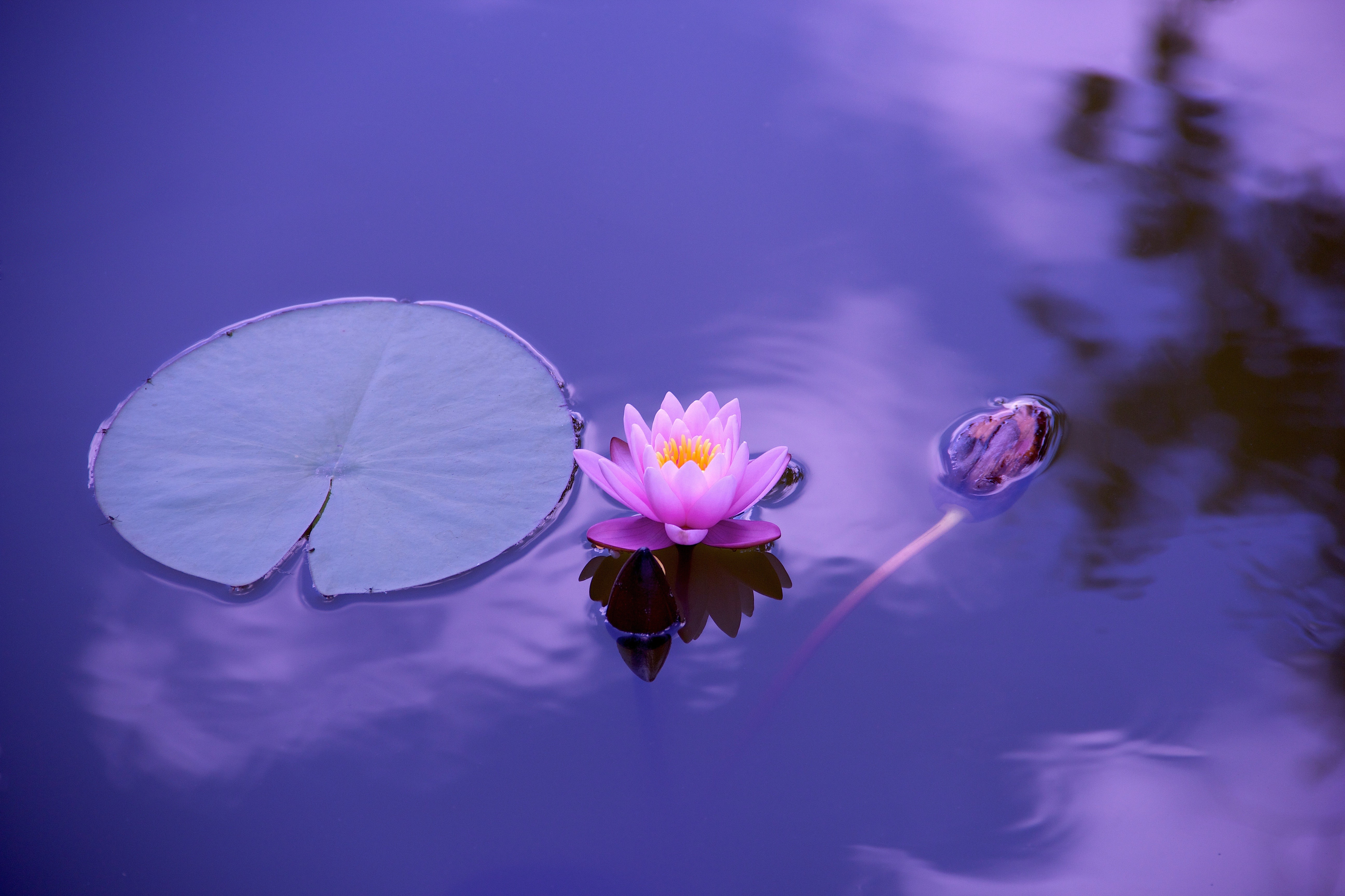 lotus flower, flowers, hd, 4k, 5k, HD Wallpaper