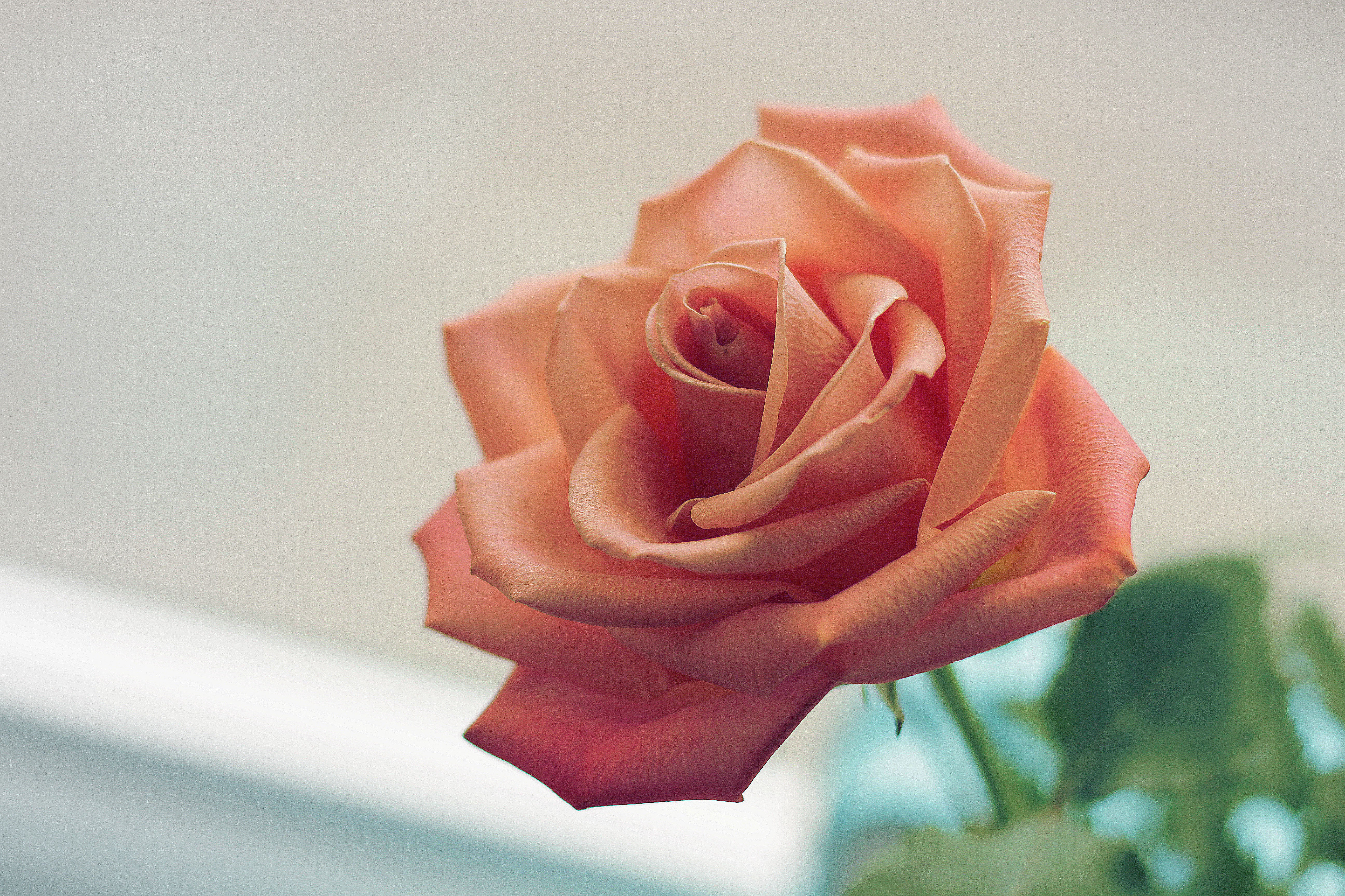 pink, rose, nature, hd, 4k, 5k, HD Wallpaper
