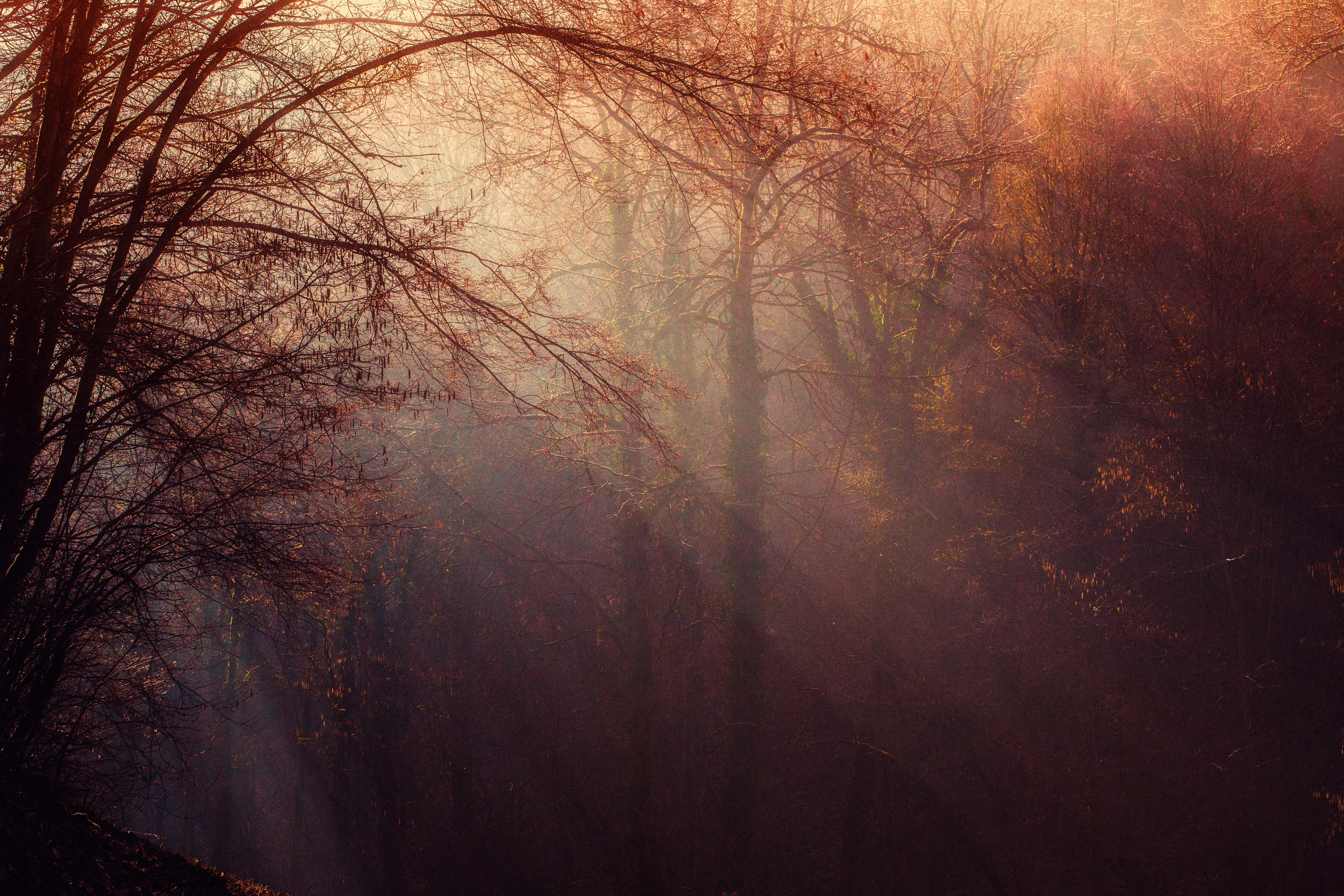 autumn, forest, sunbeam, nature, hd, 4k, 5k, HD Wallpaper