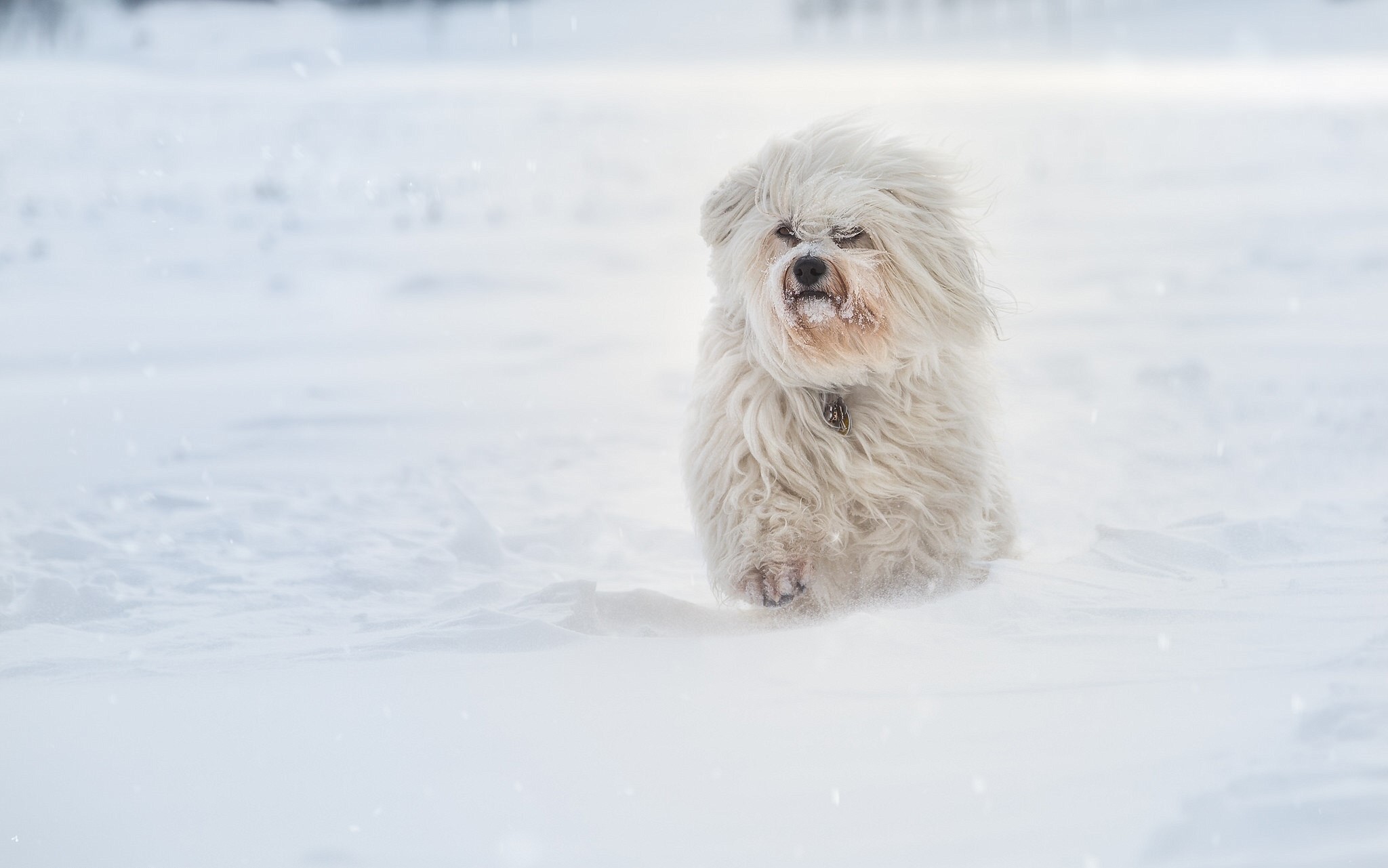 havanese, dog, animals, hd, snow, running, winter, HD Wallpaper