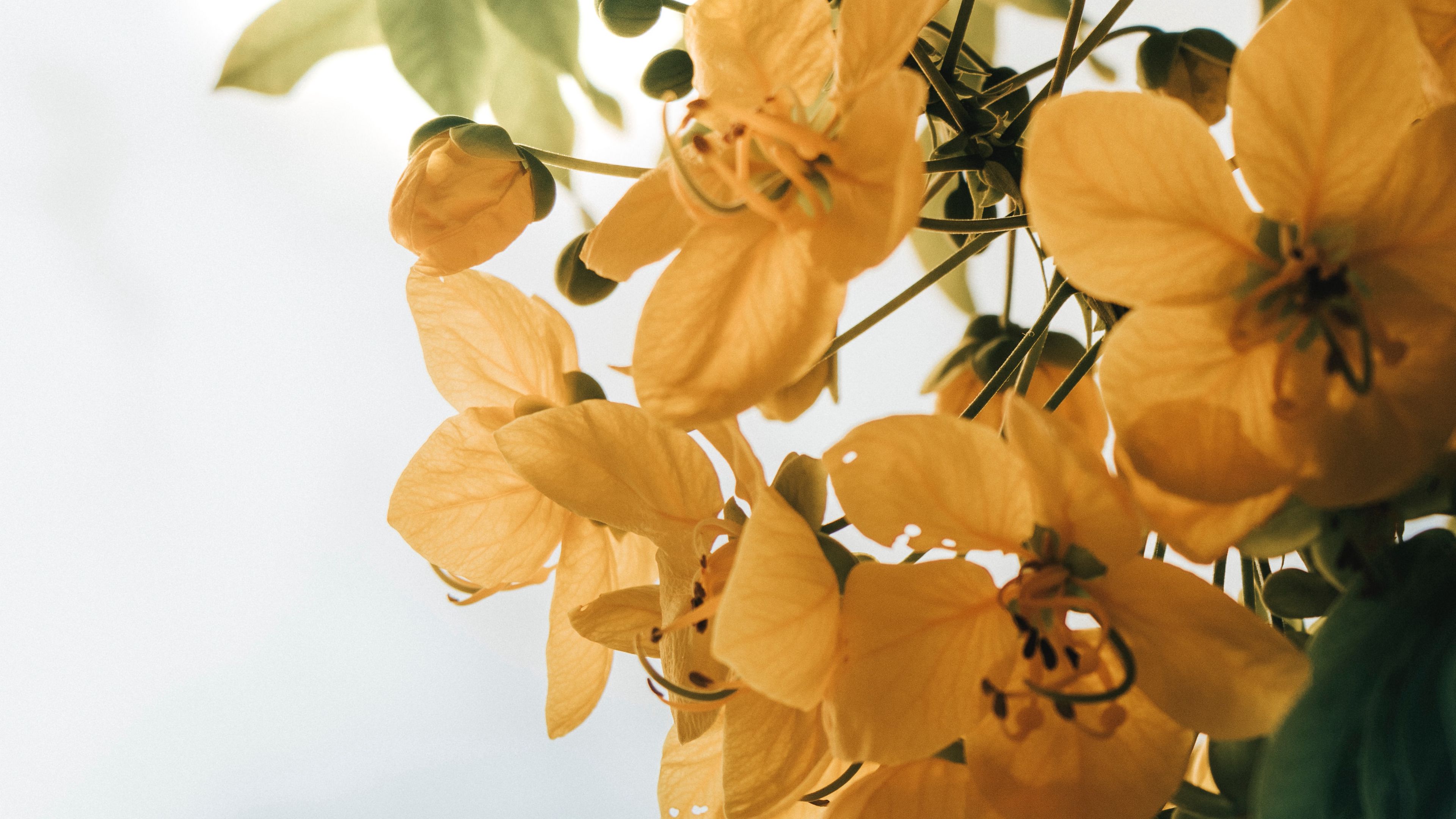 flowers, yellow, leaves, plant, 4k, HD Wallpaper