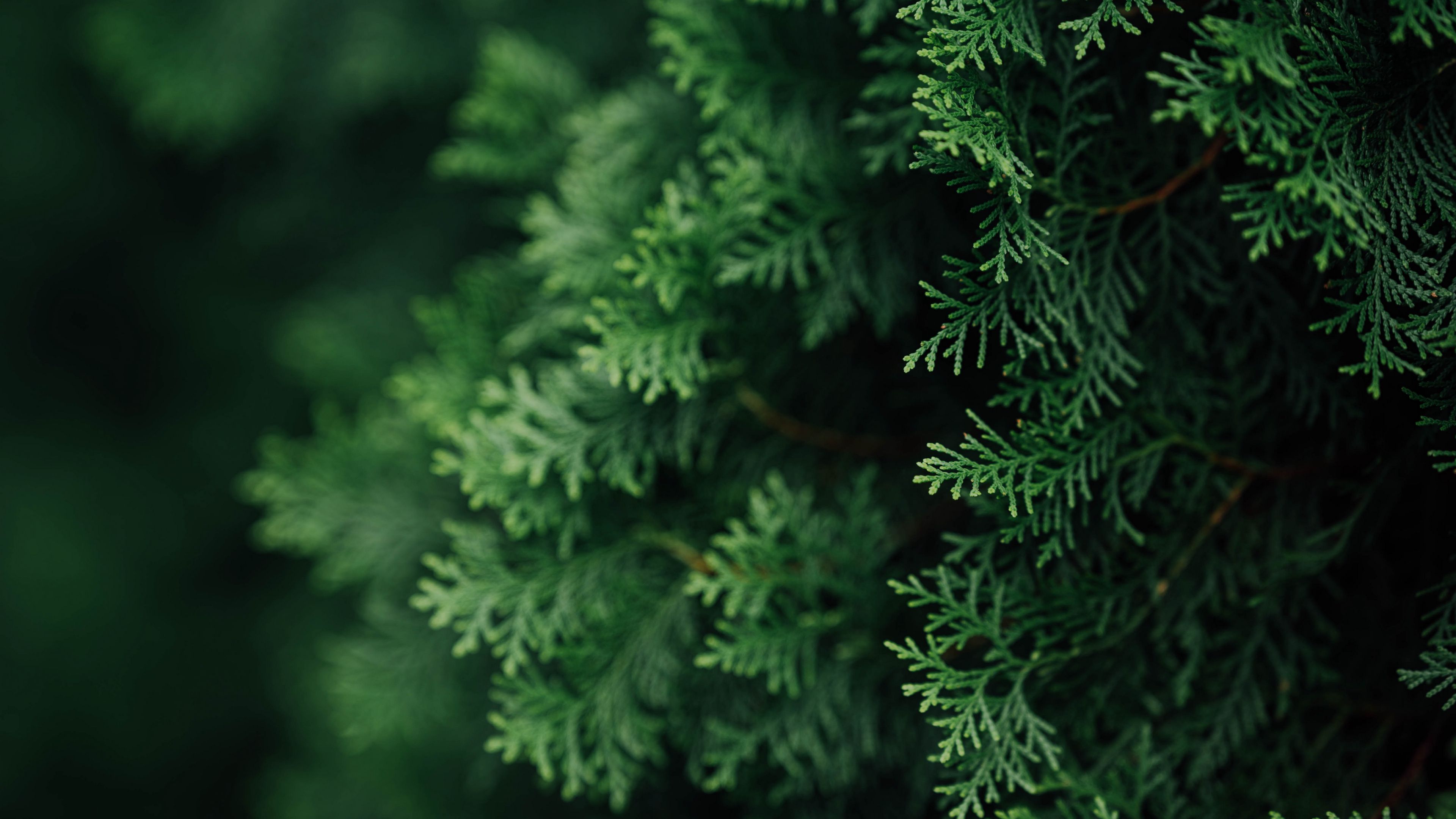thuja, branches, macro, needles, green, 4k, HD Wallpaper