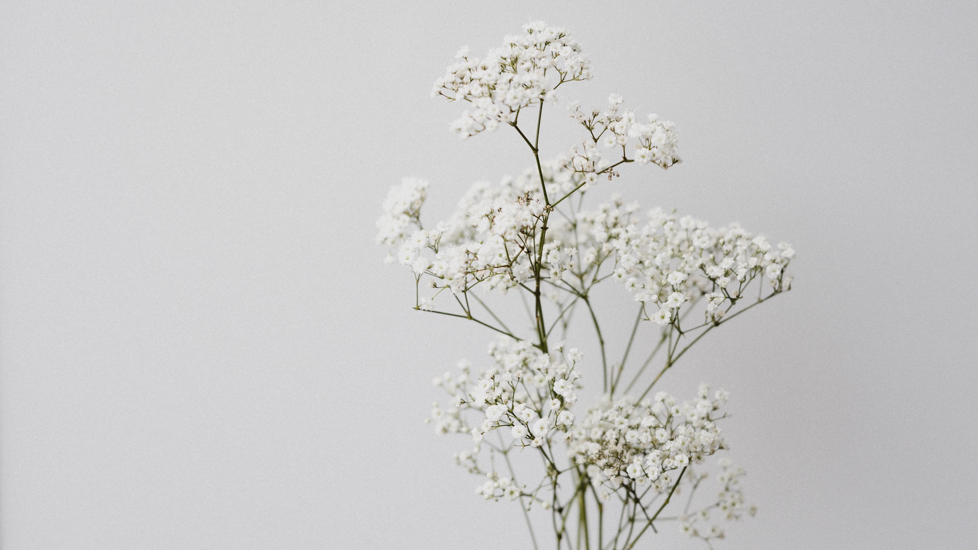 flowers, white, macro, minimalism, 4k, HD Wallpaper