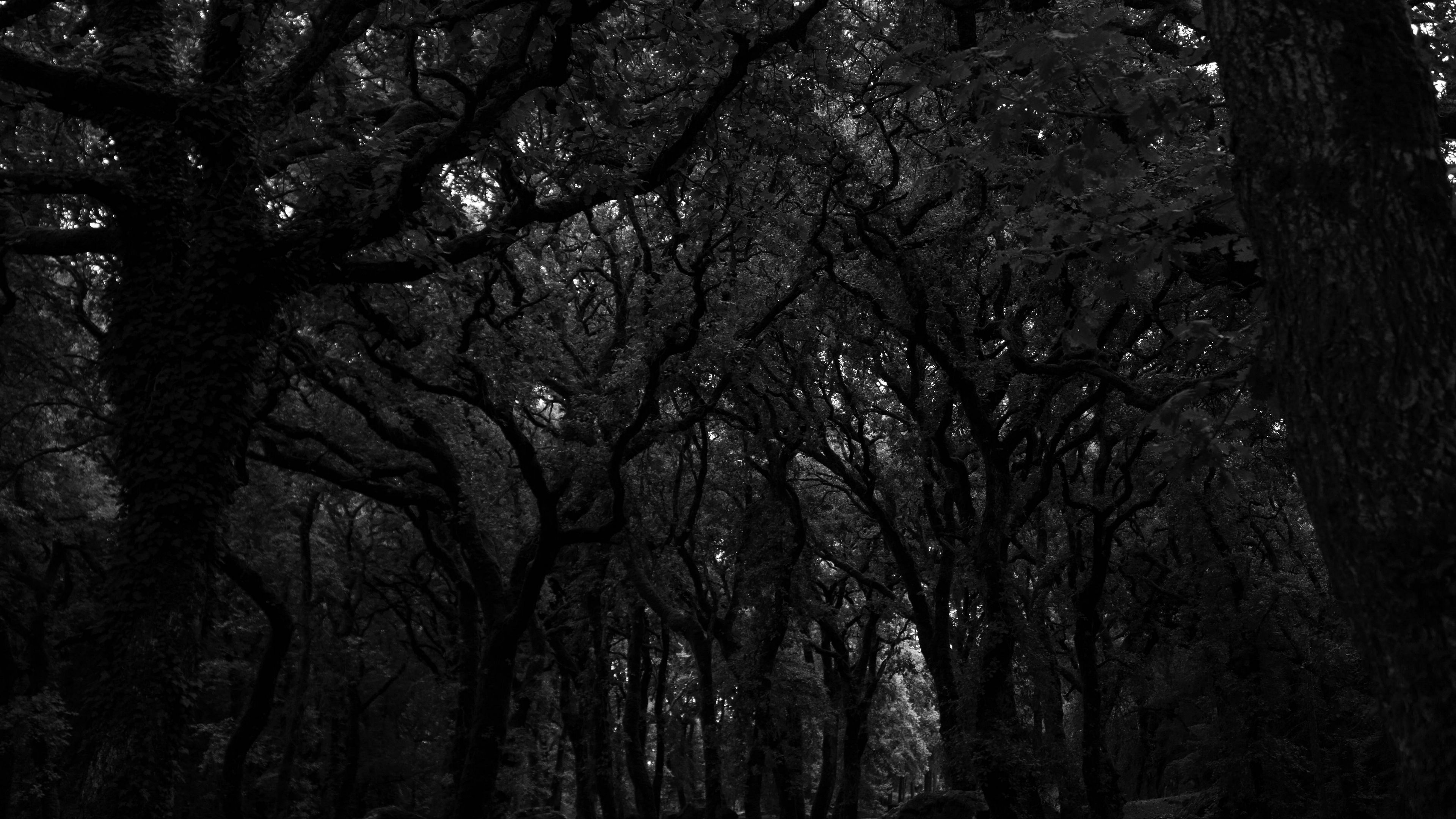 forest, trees, dark, bw, 4k, HD Wallpaper
