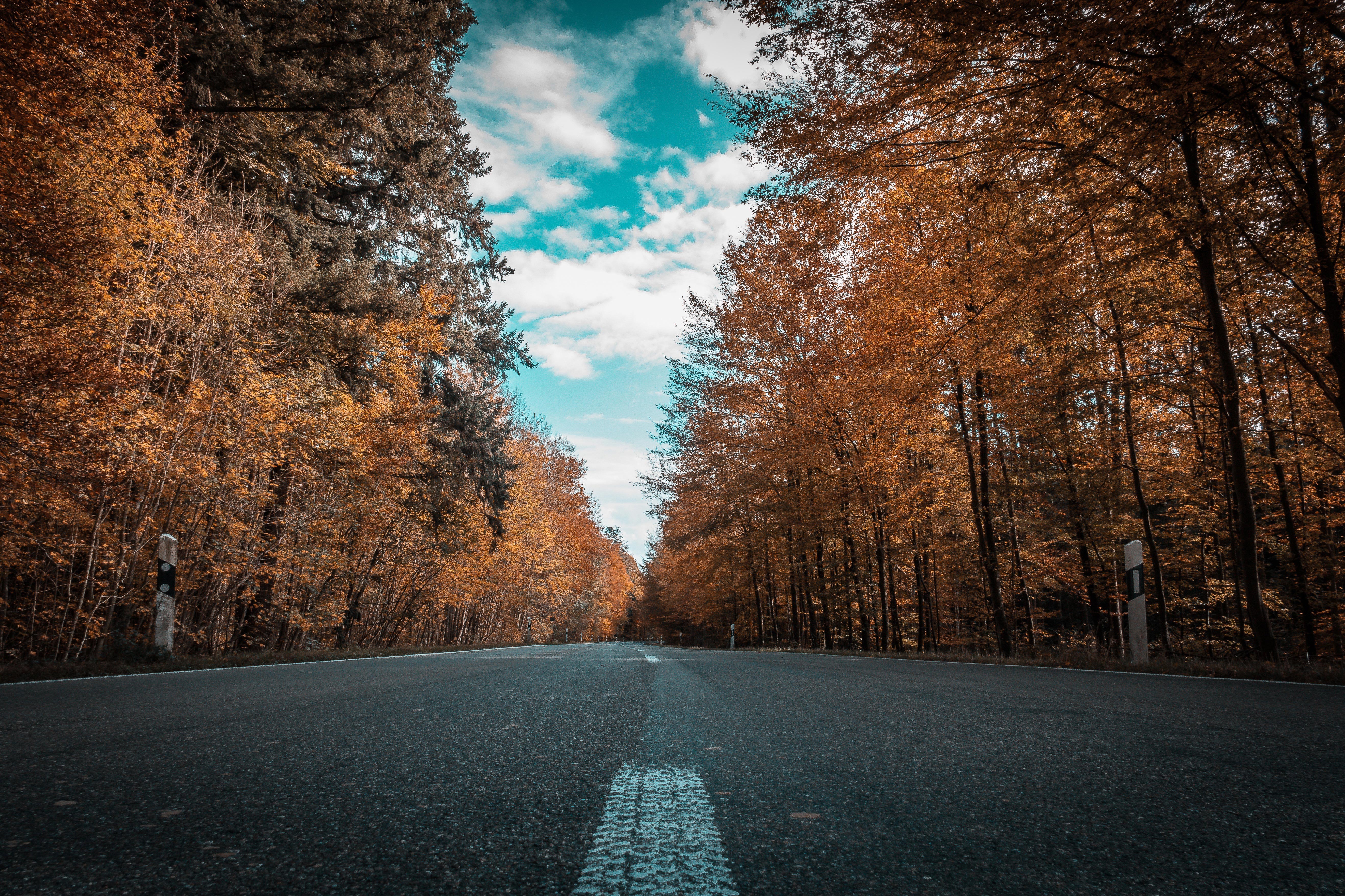 autumn, road, forest, trees, 4k, hd, 5k, HD Wallpaper