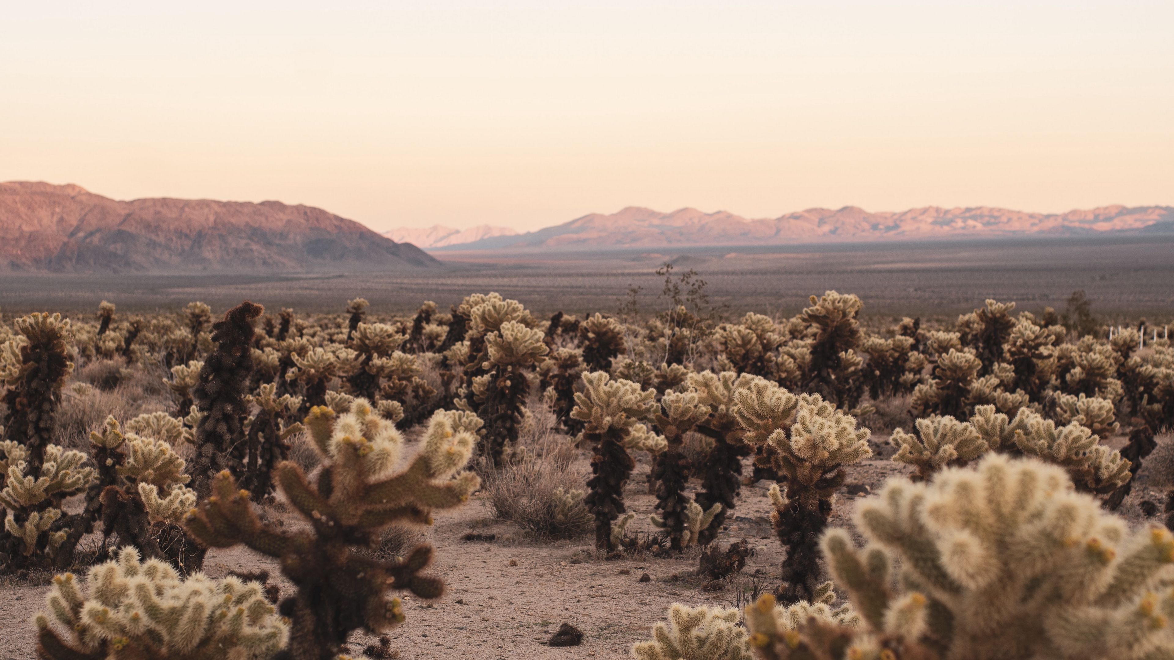 desert, cacti, mountains, landscape, nature, 4k, HD Wallpaper
