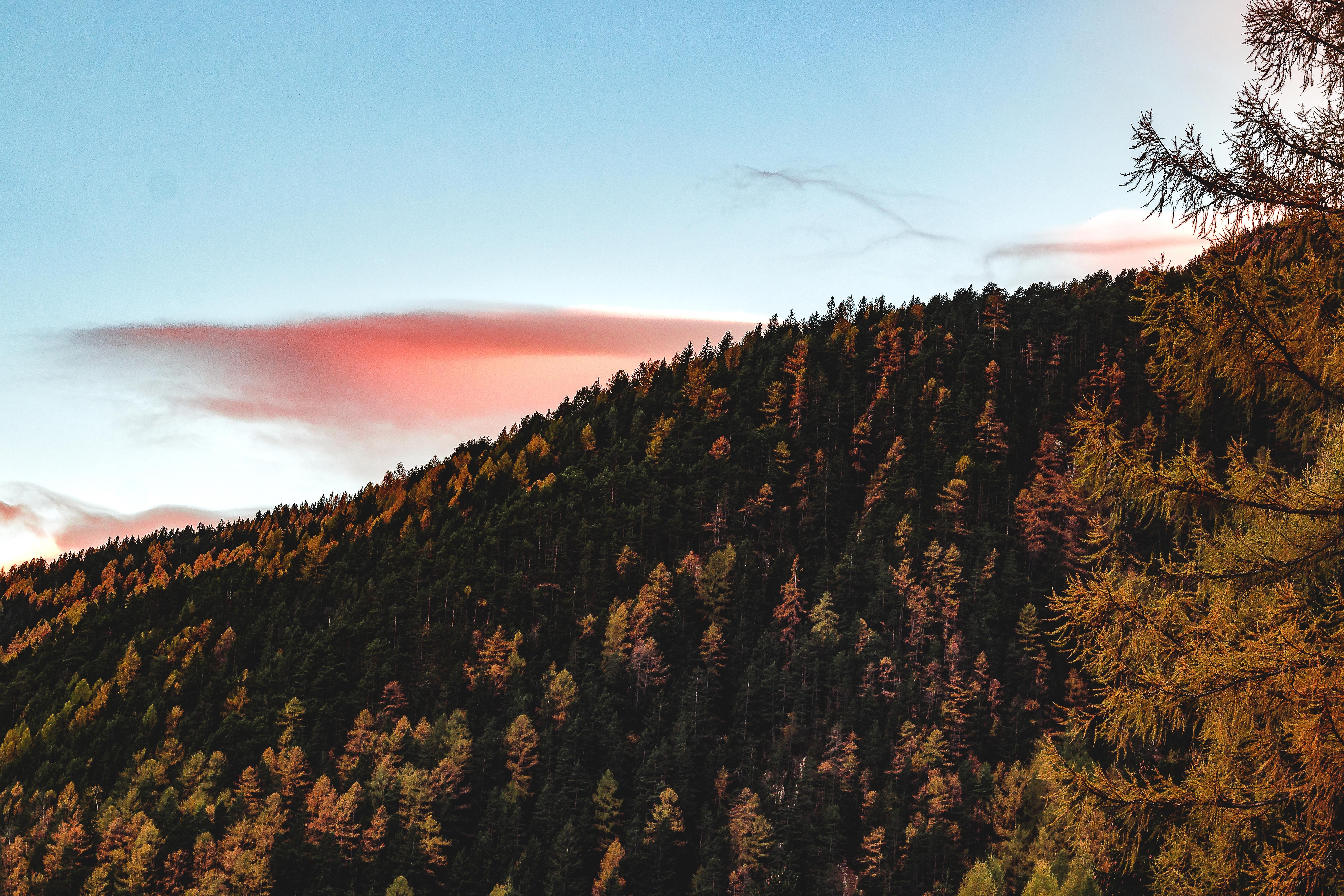 aerial, forest, trees, 4k, hd, 5k, nature, HD Wallpaper