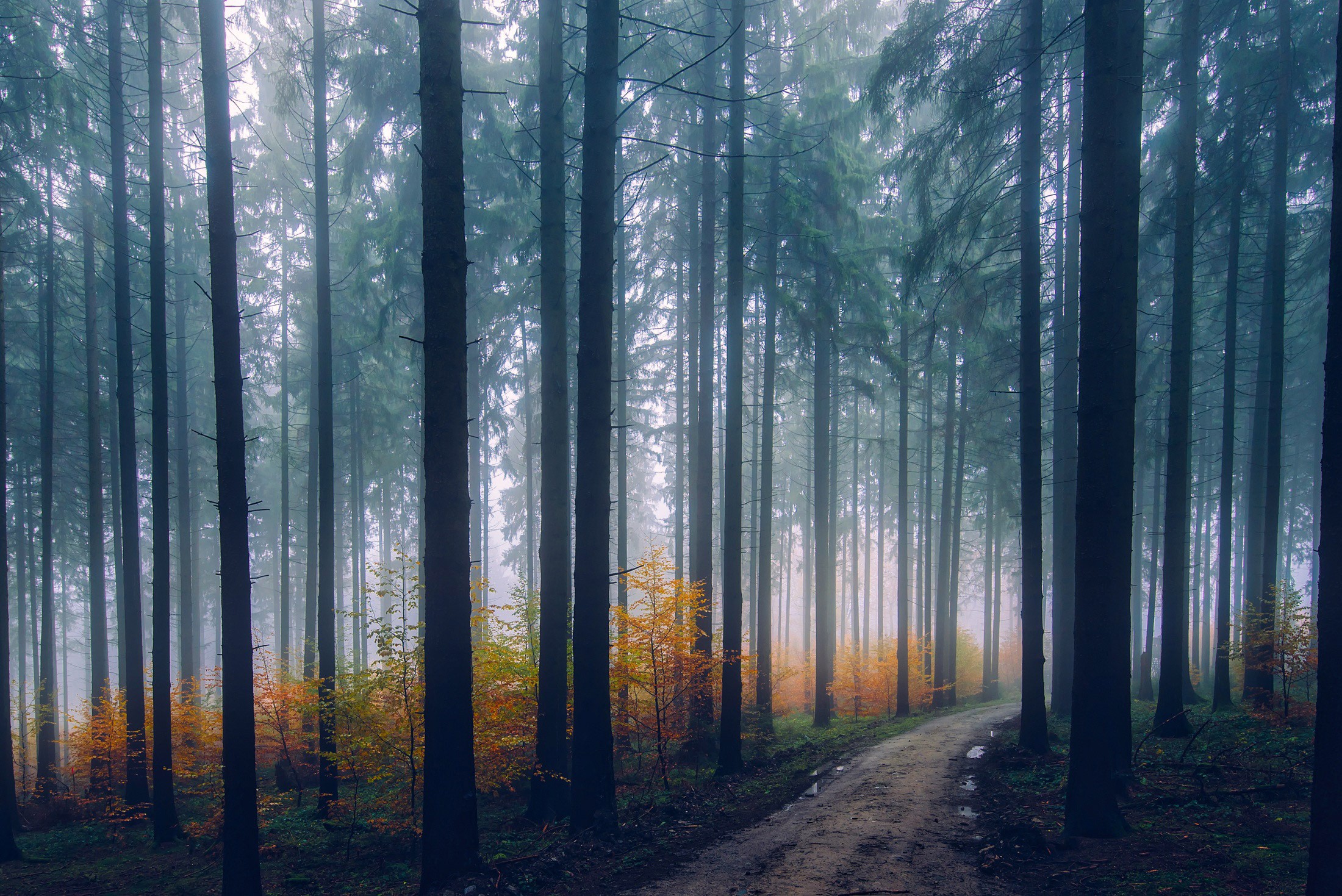 fog, trees, forest, nature, hd, HD Wallpaper