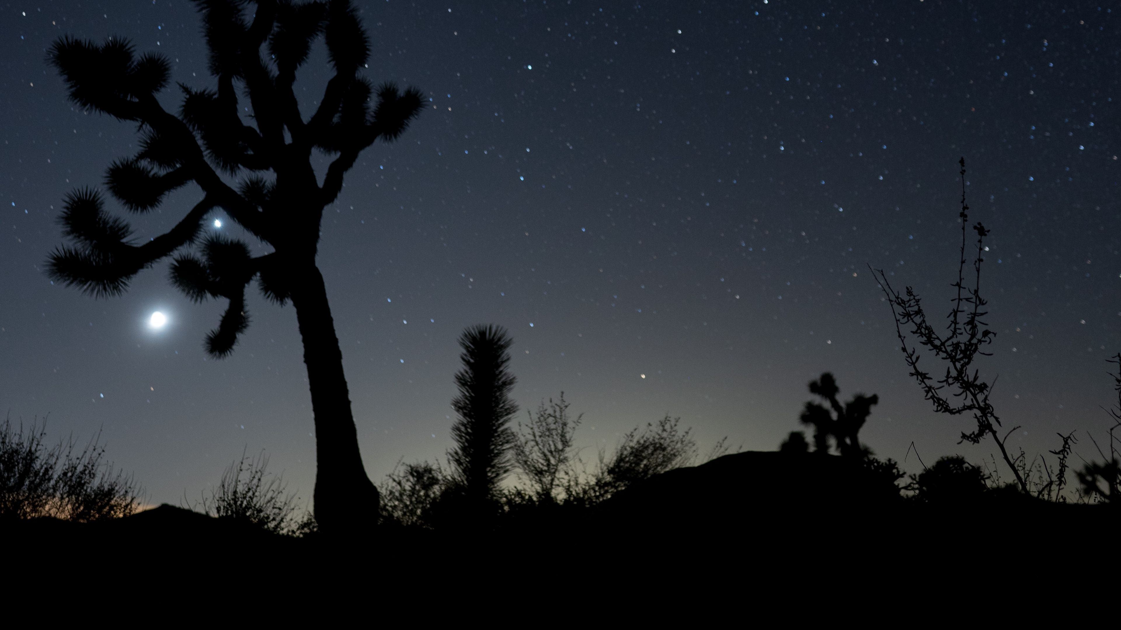 night, cacti, bushes, starry sky, dark, 4k, HD Wallpaper