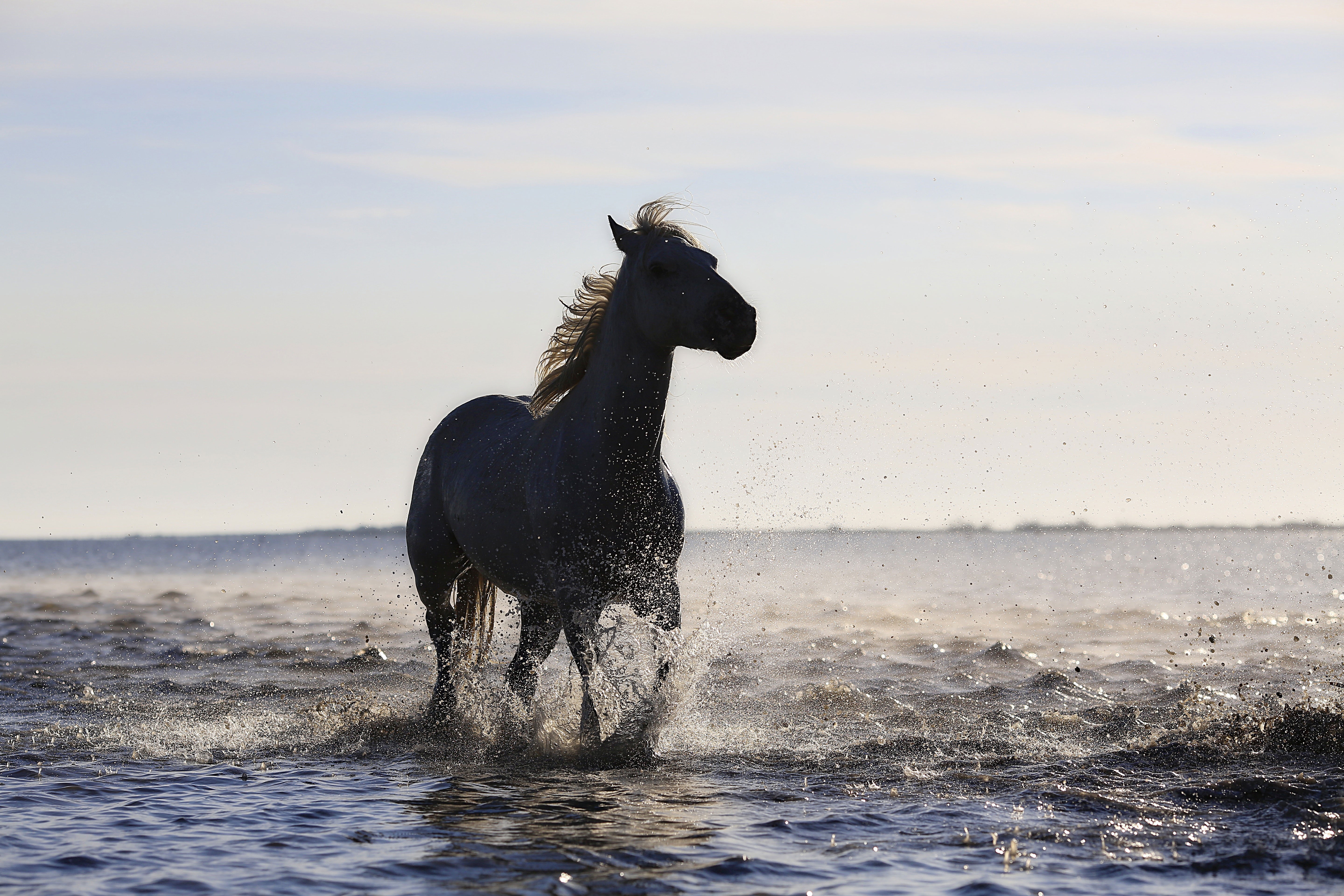 horse, animals, beach, hd, 4k, 5k, HD Wallpaper
