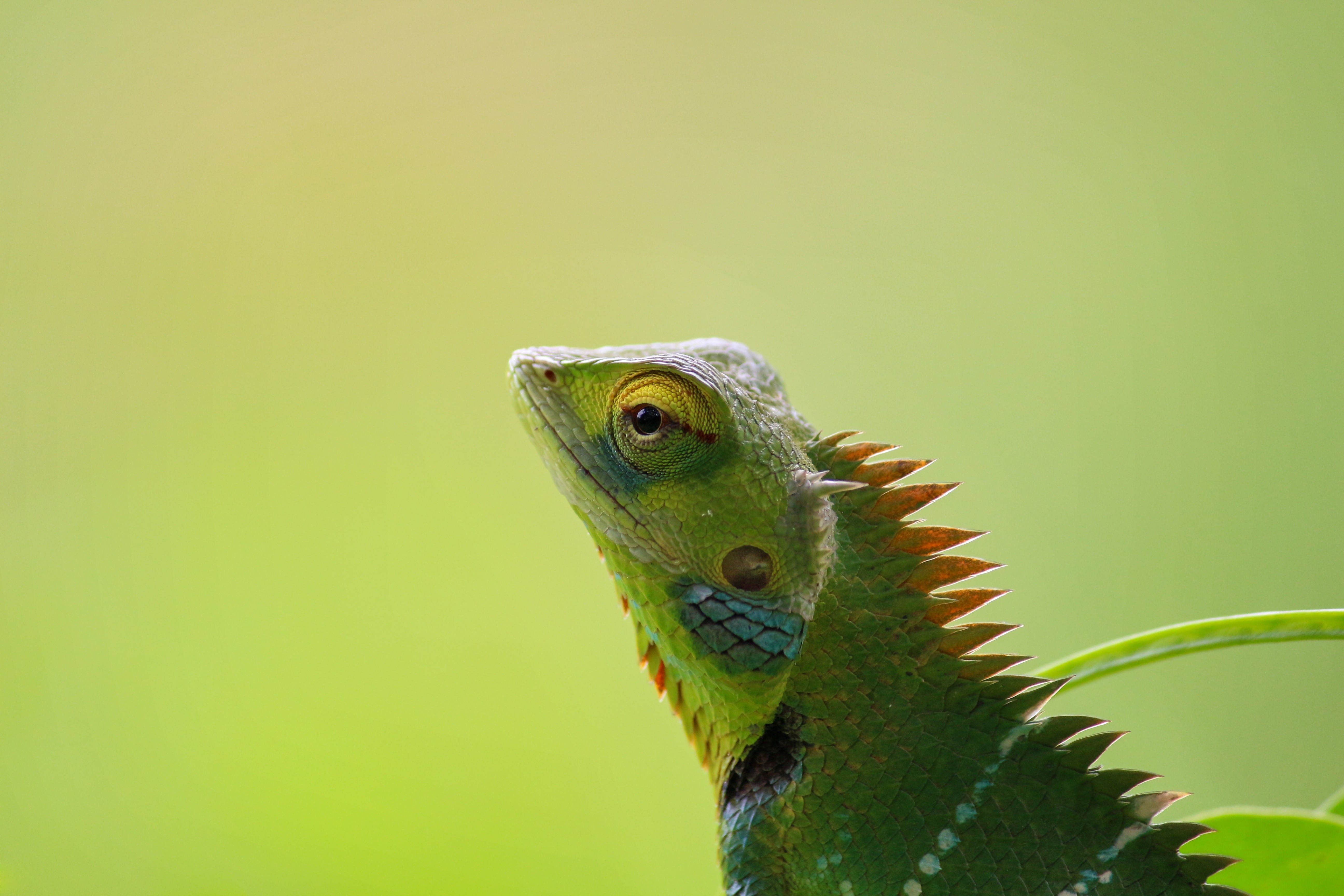 chameleon, animals, 4k, 5k, hd, HD Wallpaper