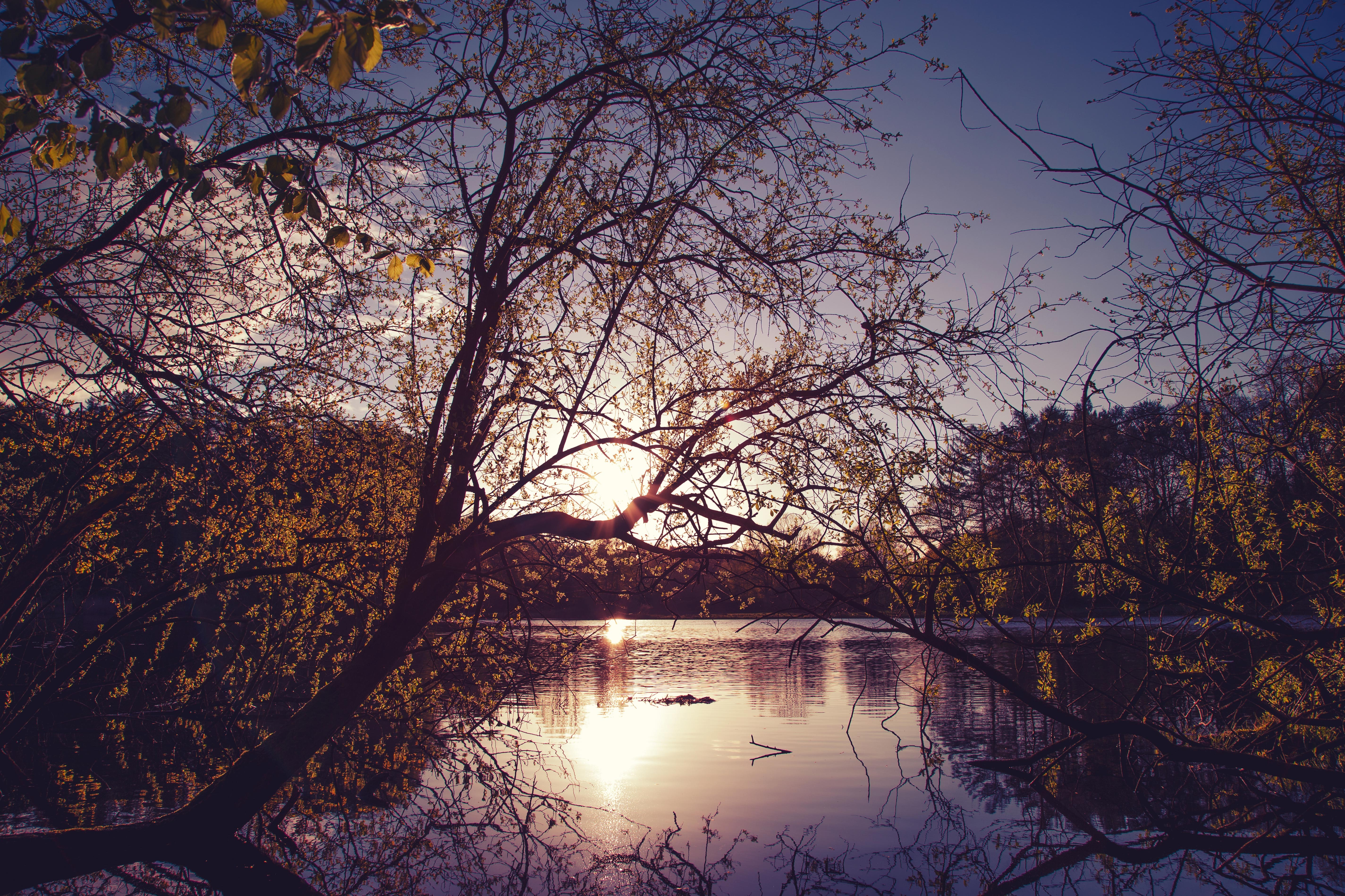 nature, trees, evening, dusk, dawn, hd, 4k, 5k, HD Wallpaper