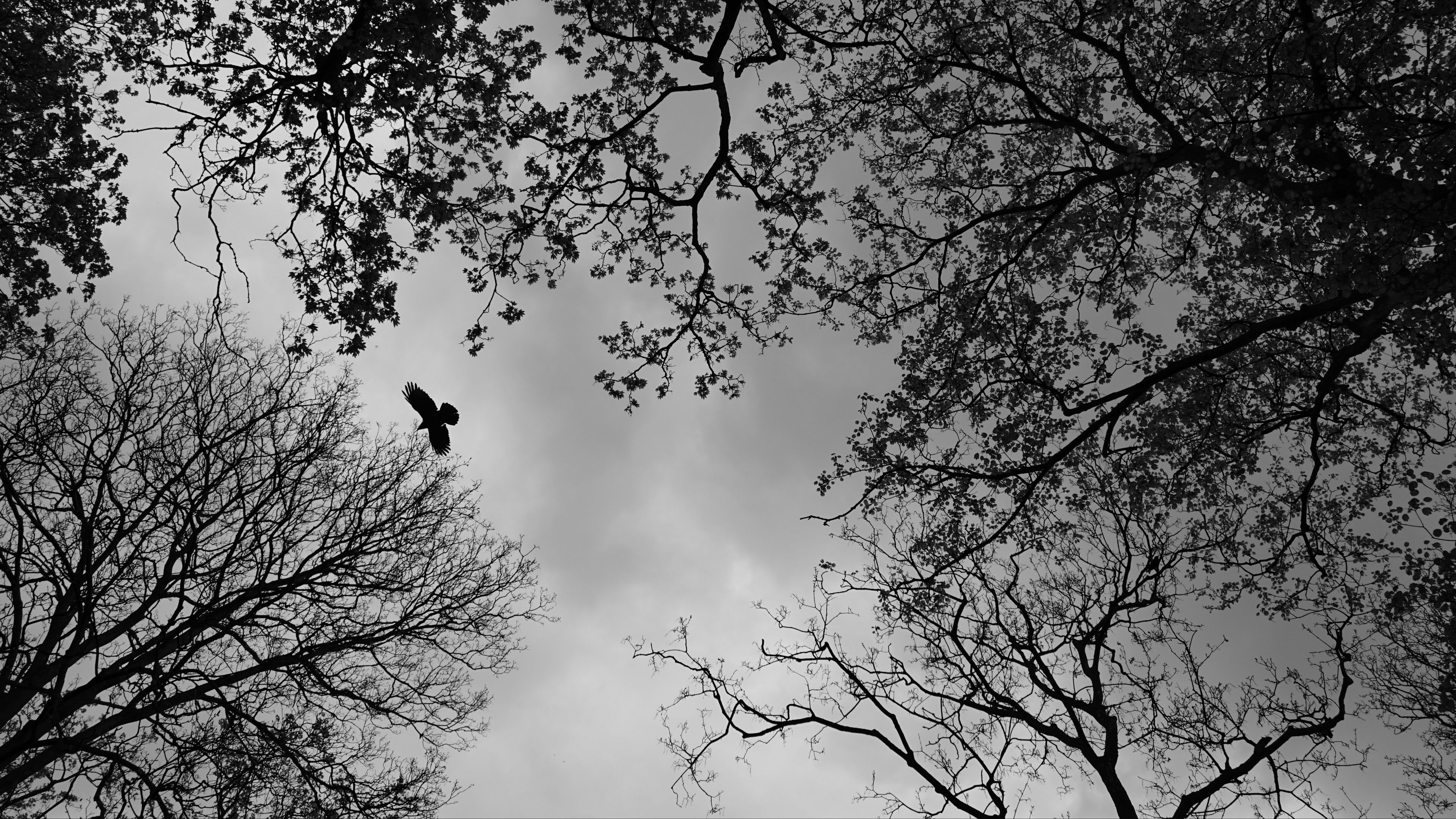 trees, bird, bw, 4k, HD Wallpaper