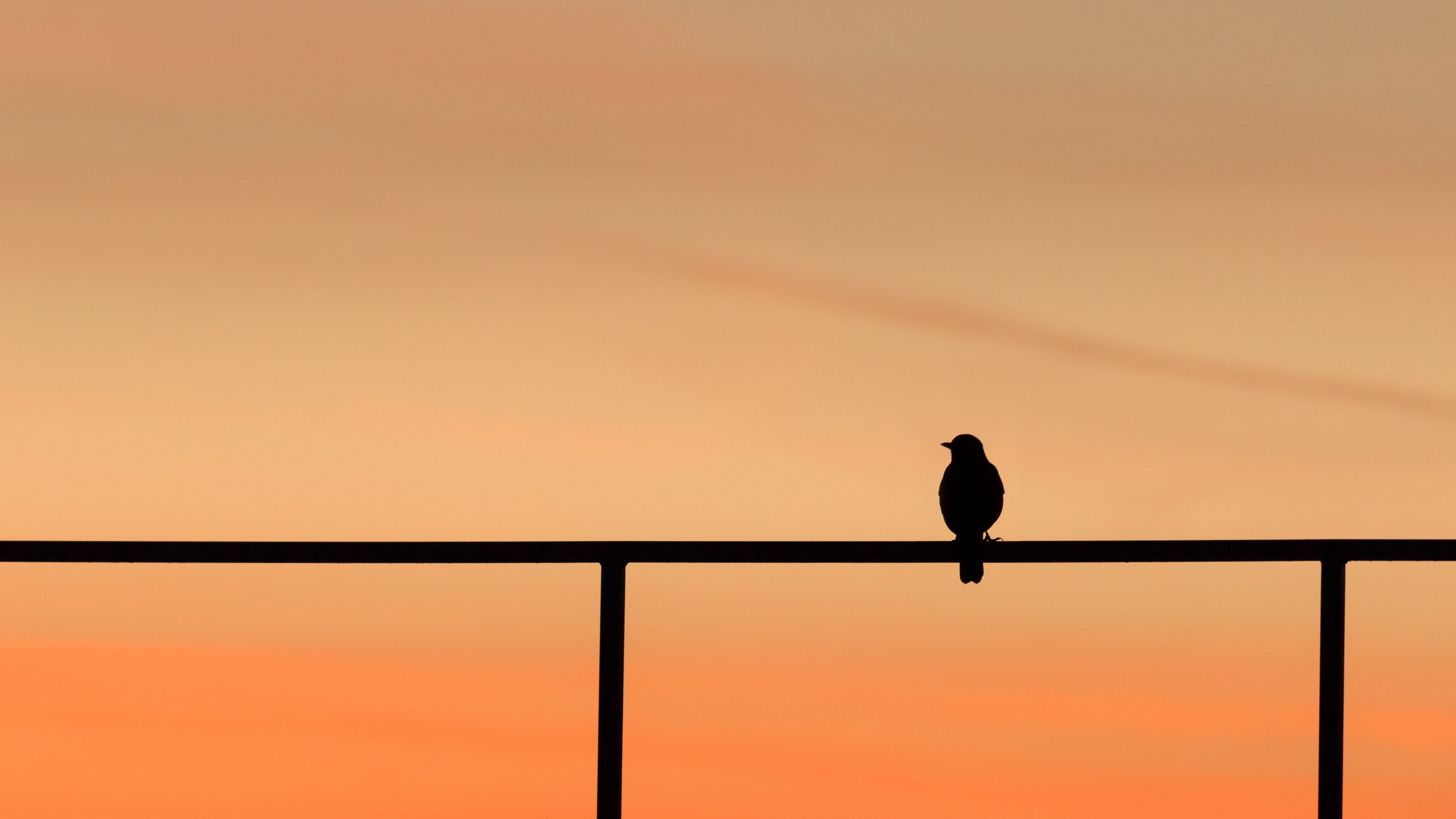bird, dark, silhouette, minimalism, 4k, HD Wallpaper