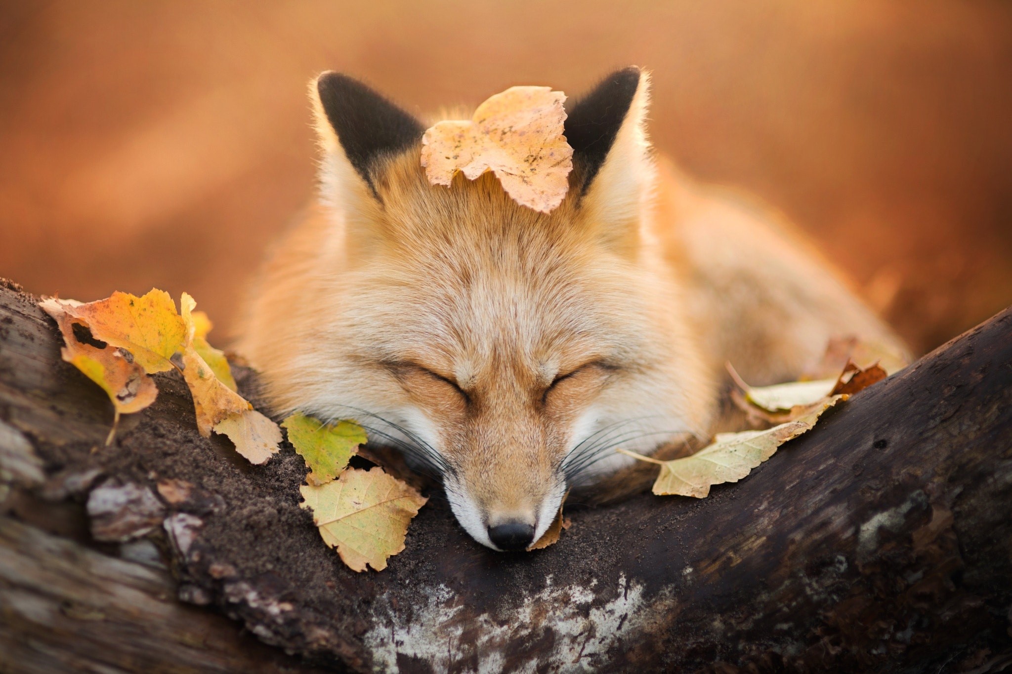 fox, animals, hd, HD Wallpaper
