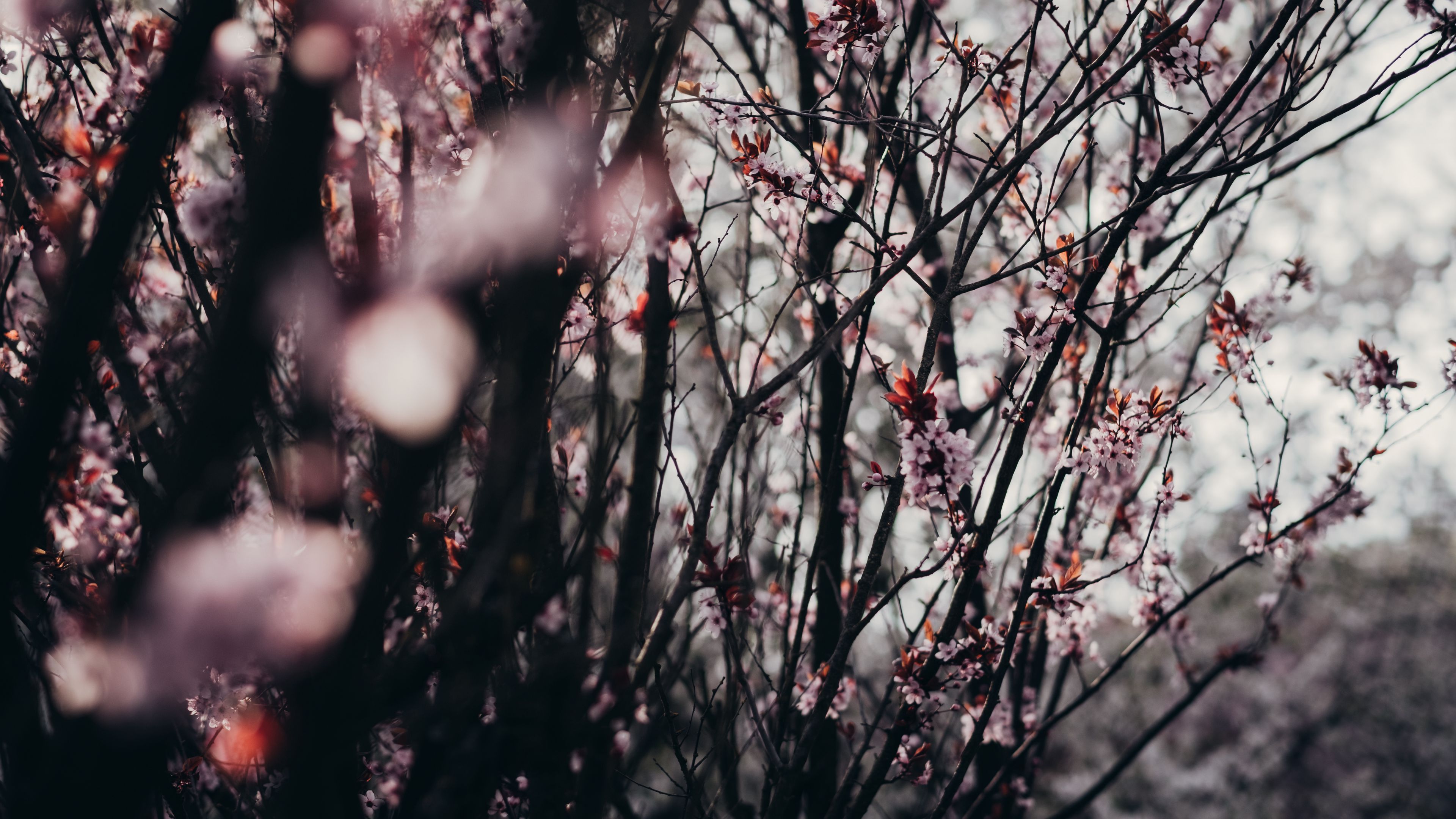 sakura, flowers, trees, spring, 4k, HD Wallpaper