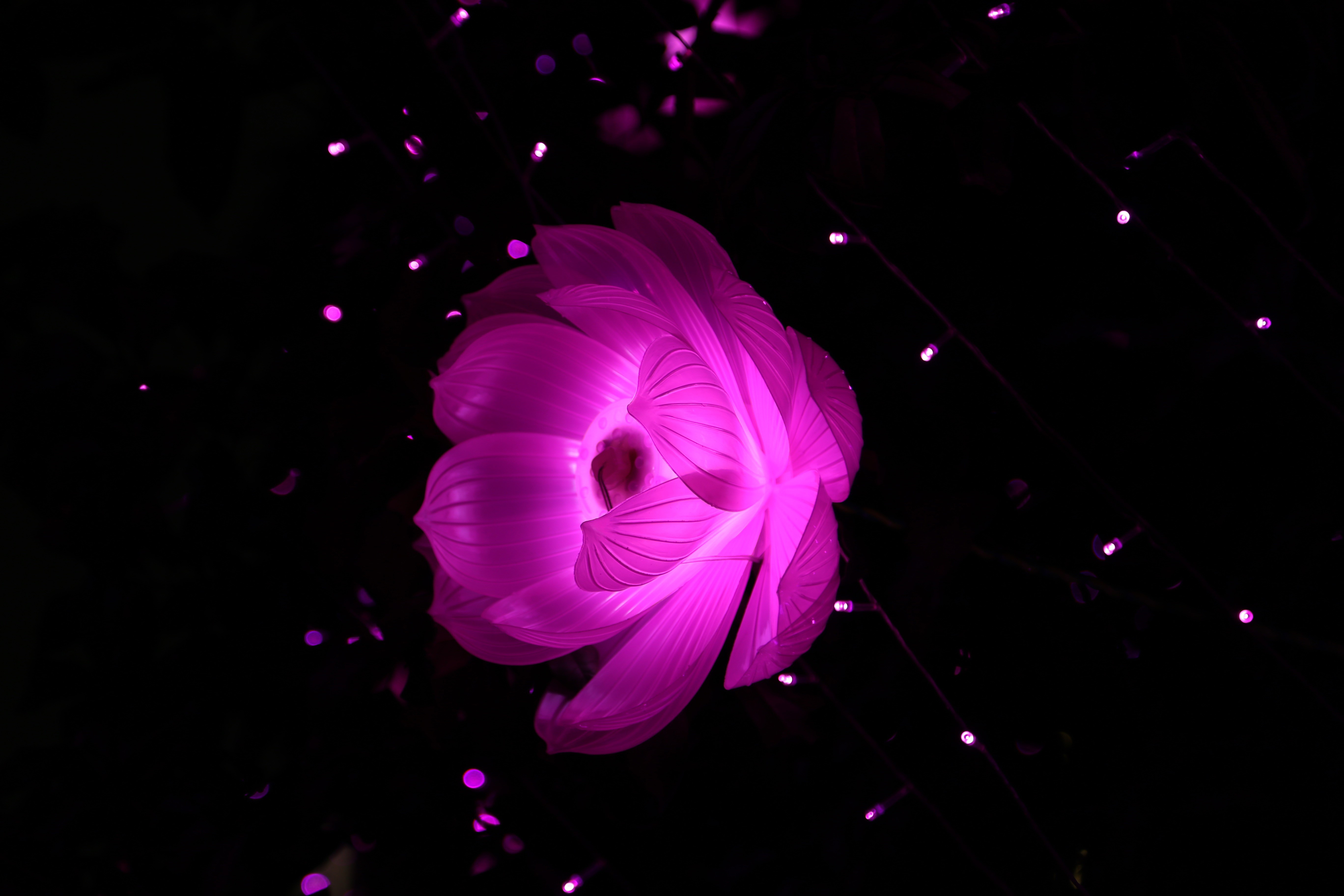 flower, art, artistic, hd, 4k, 5k, creative, HD Wallpaper