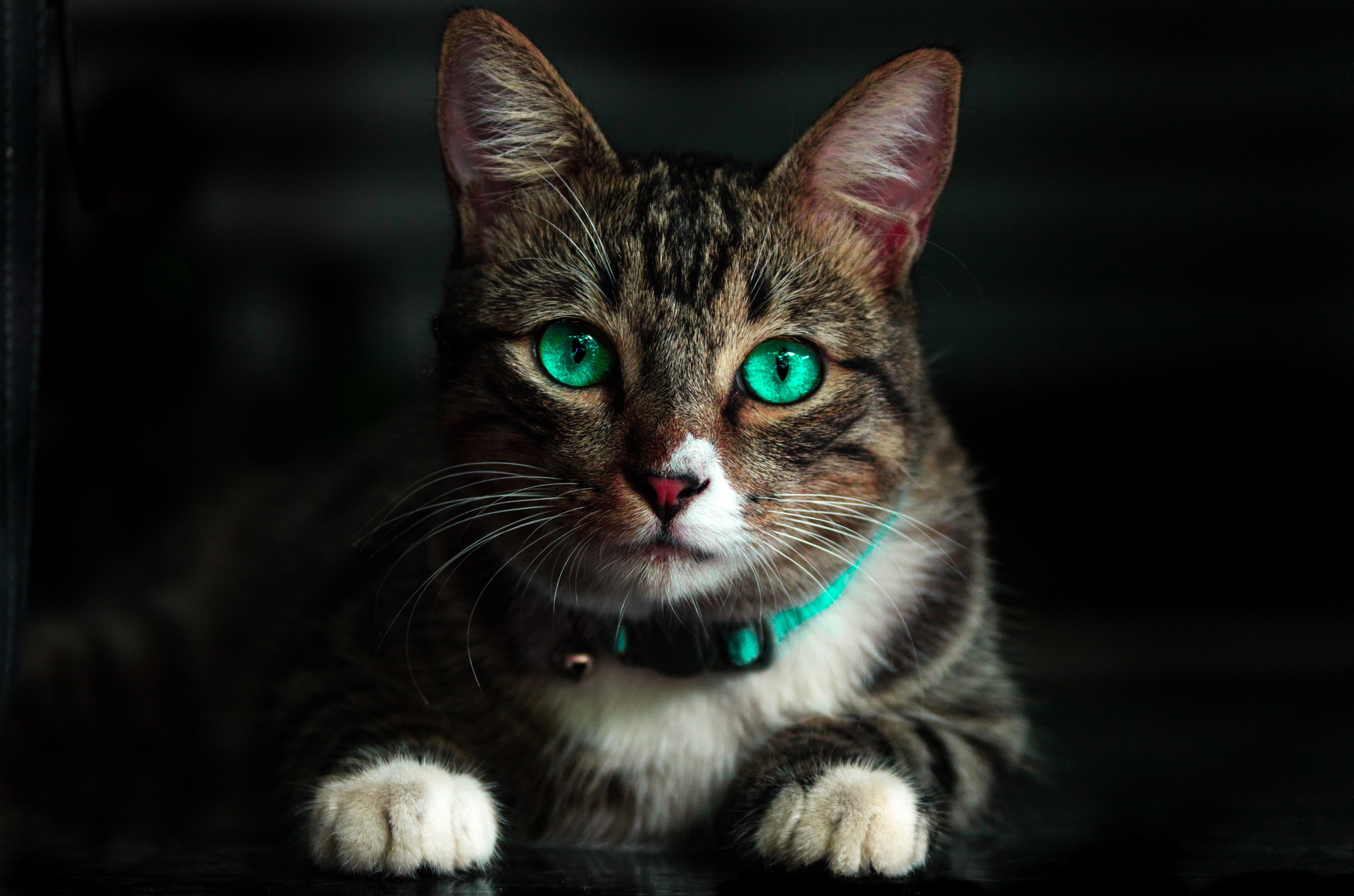 cat, 4k, hd, animals, HD Wallpaper