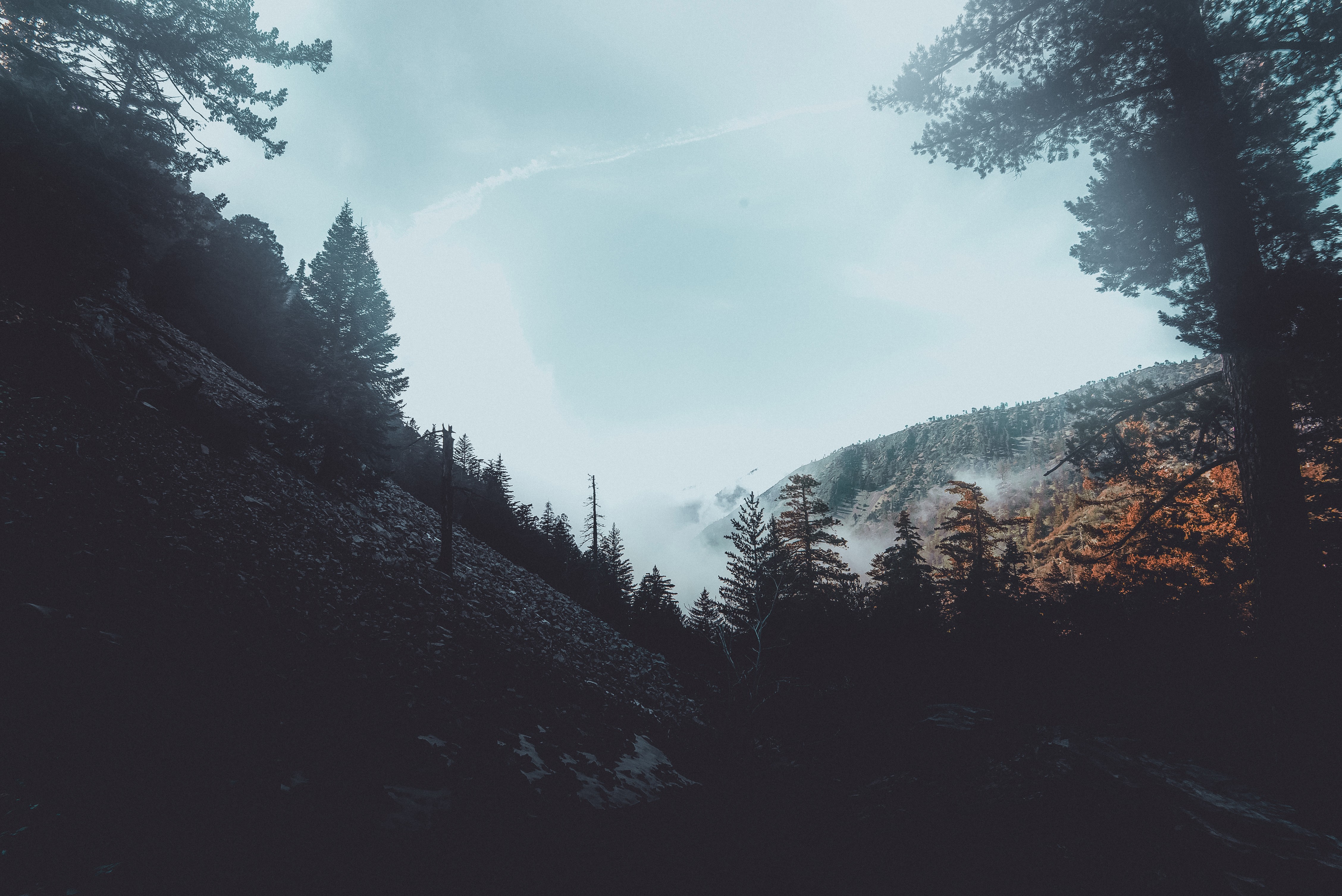 forest, trees, nature, fog, hd, woods, 4k, 5k, mist, HD Wallpaper