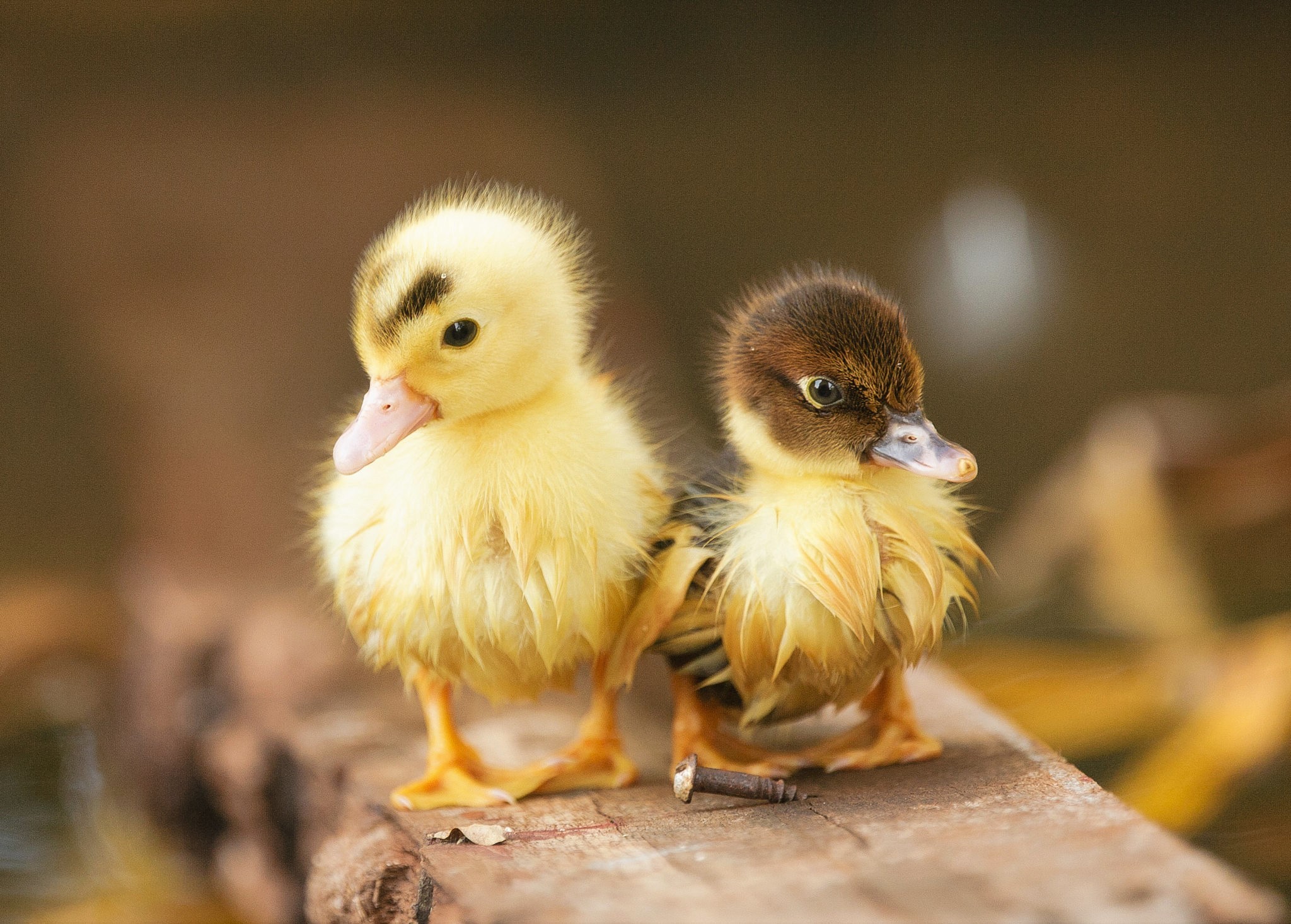 duck, animals, hd, ducklings, HD Wallpaper
