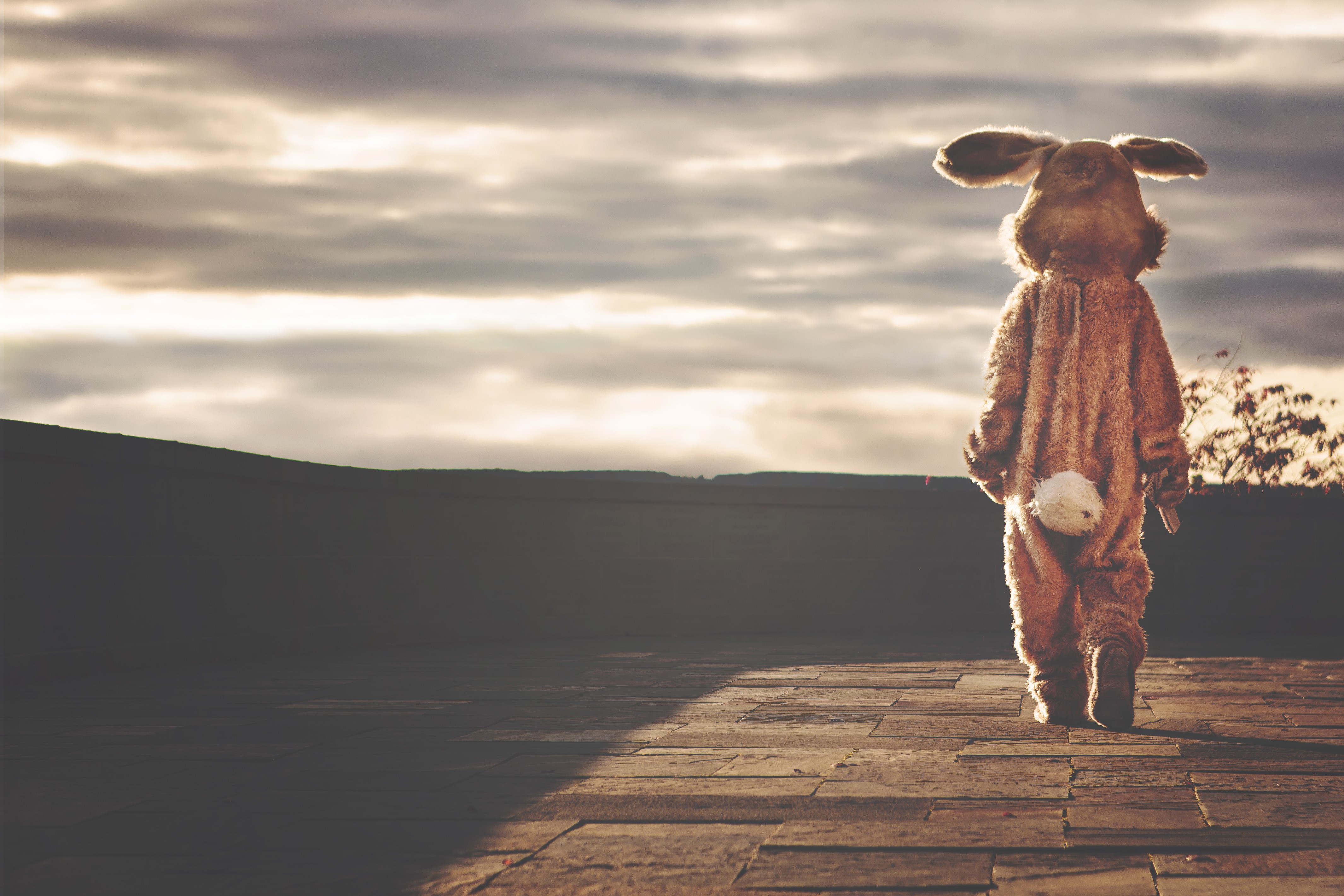 costumes, hd, bunny, photography, 4k, 5k, HD Wallpaper
