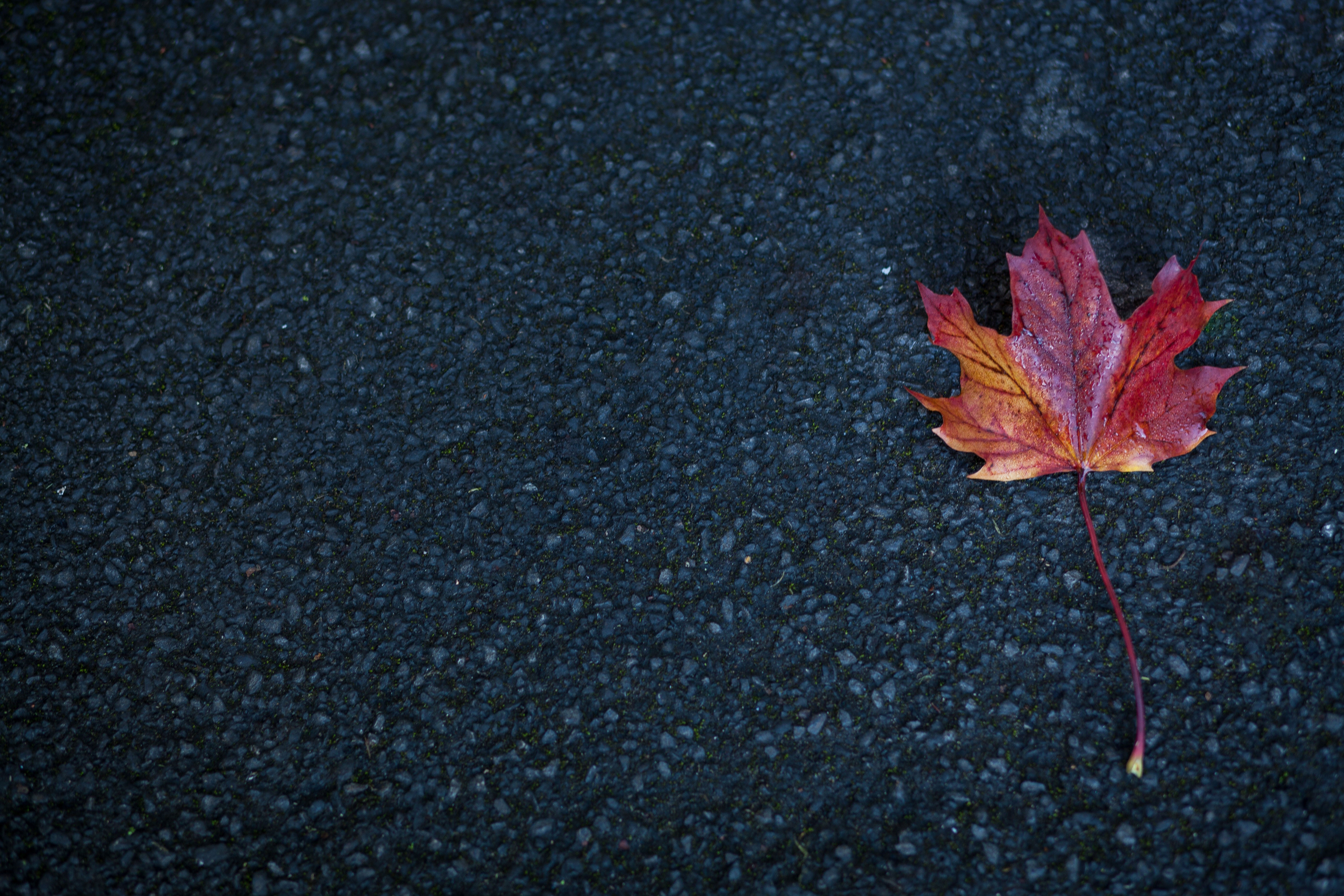 leaf, nature, autumn, 4k, 5k, hd, HD Wallpaper