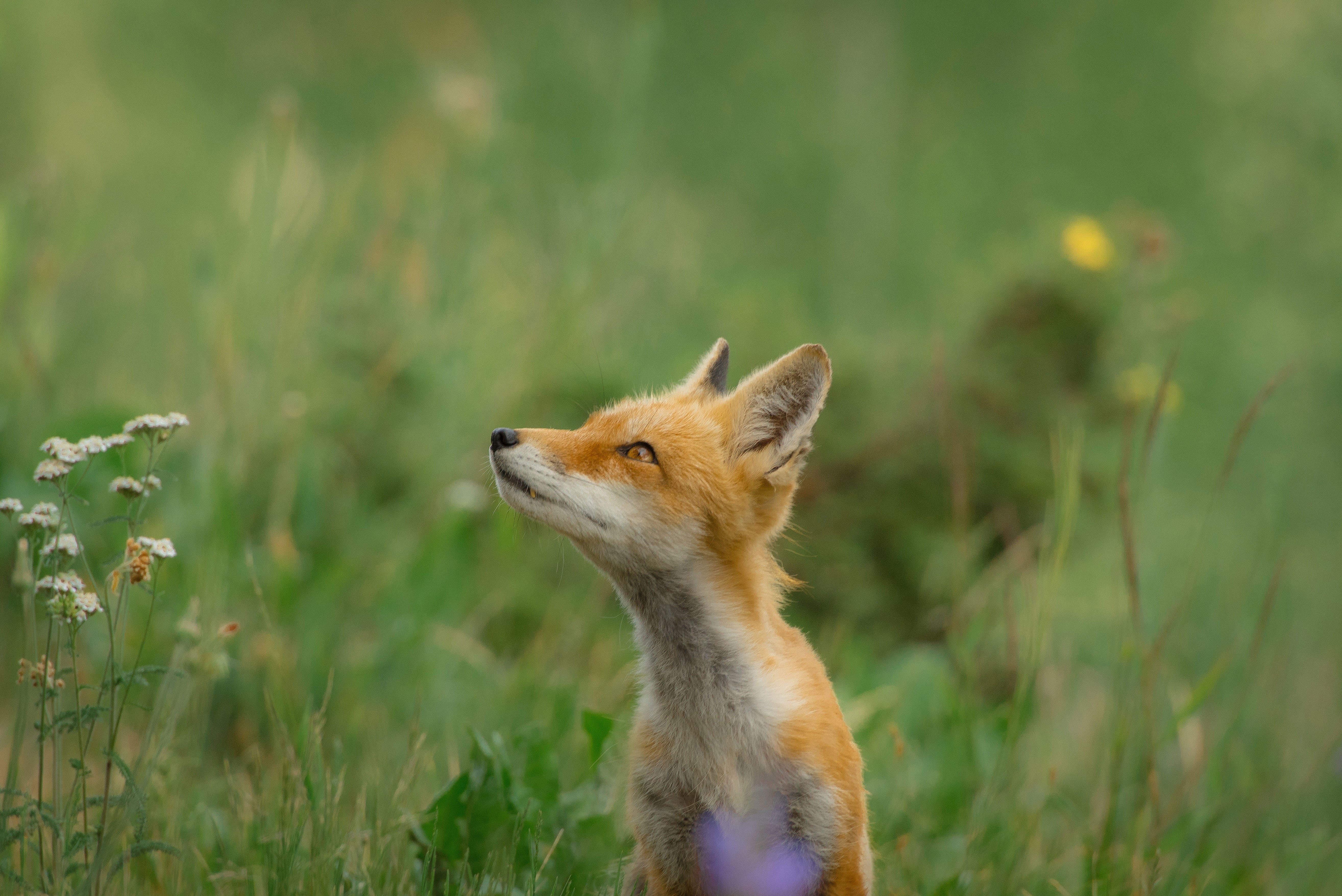 fox, wild, animals, hd, 4k, 5k, HD Wallpaper