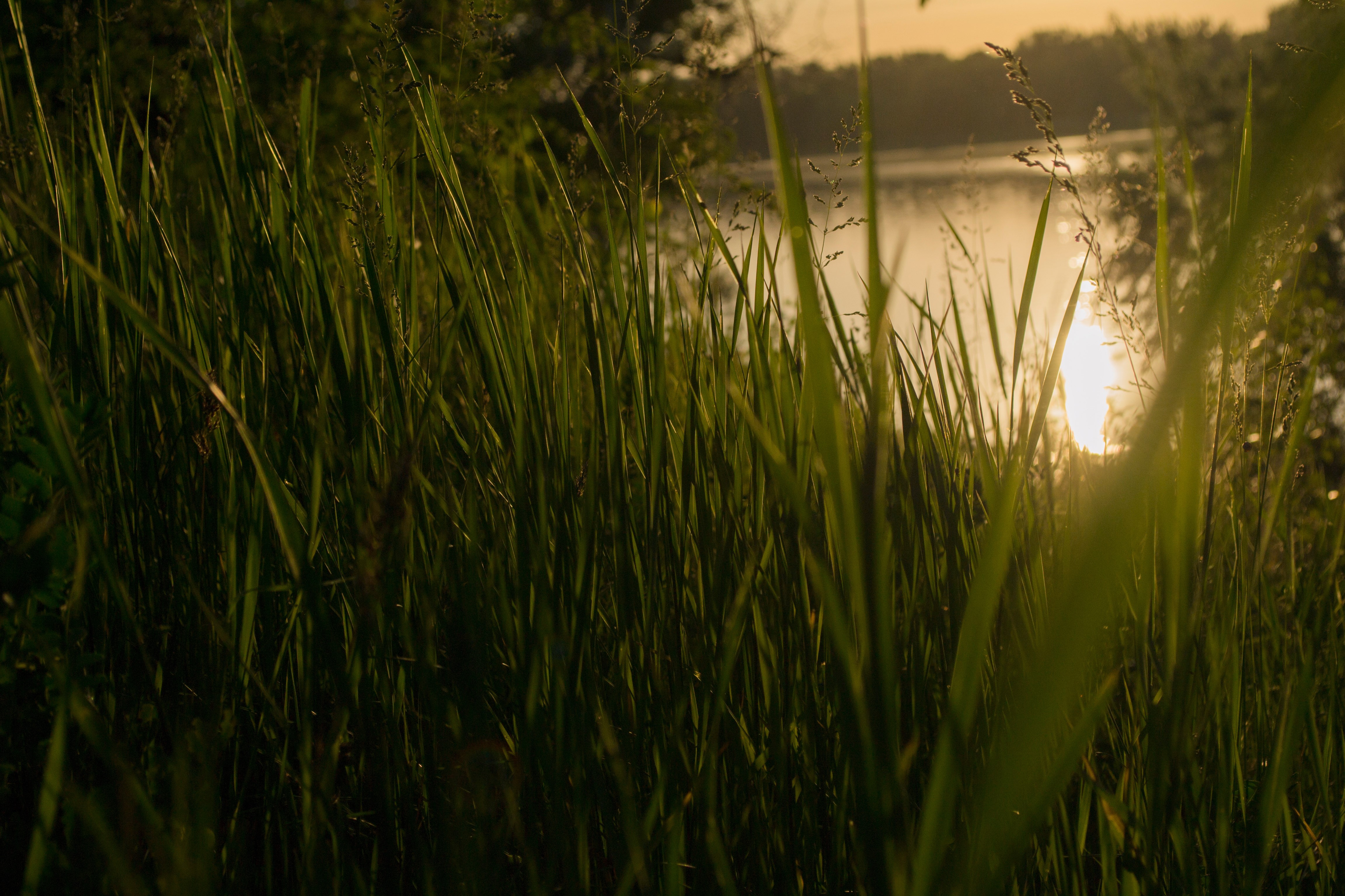 grass, 4k, sunset, nature, hd, HD Wallpaper