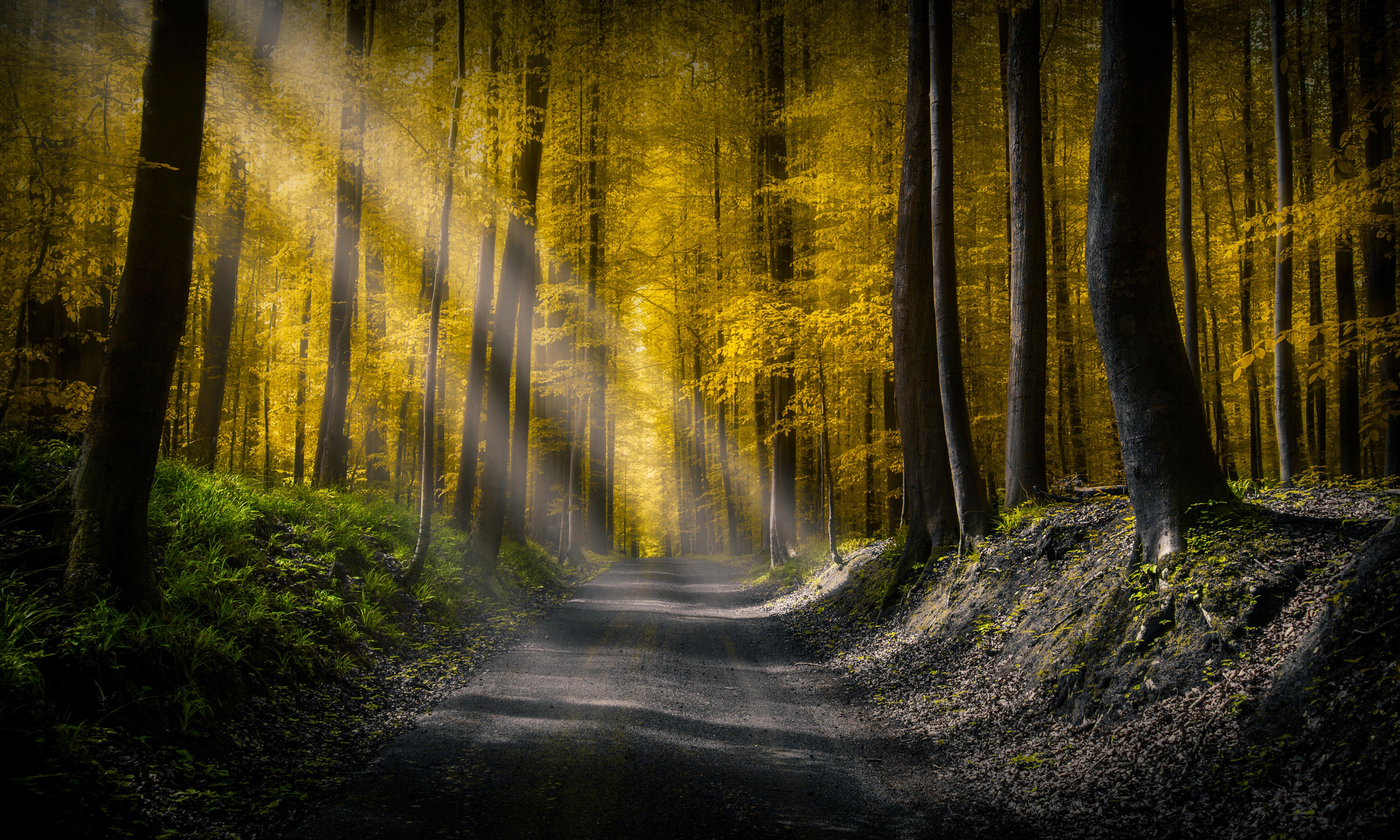 road, forest, nature, light, 4k, 5k, hd, sunbeam, HD Wallpaper