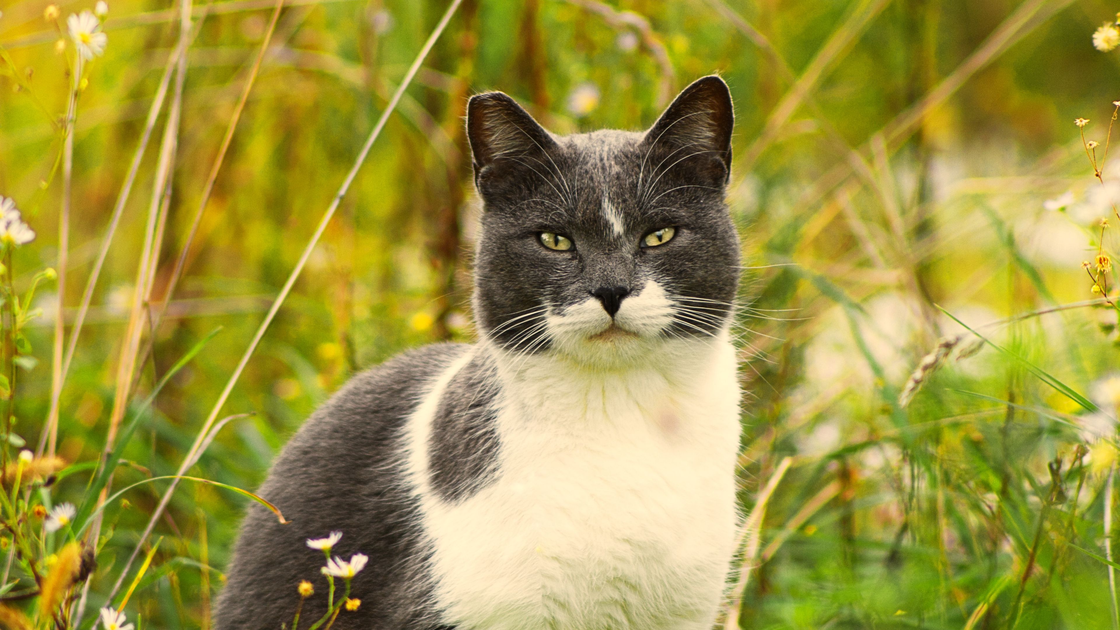 cat, grass, flowers, pet, 4k, HD Wallpaper