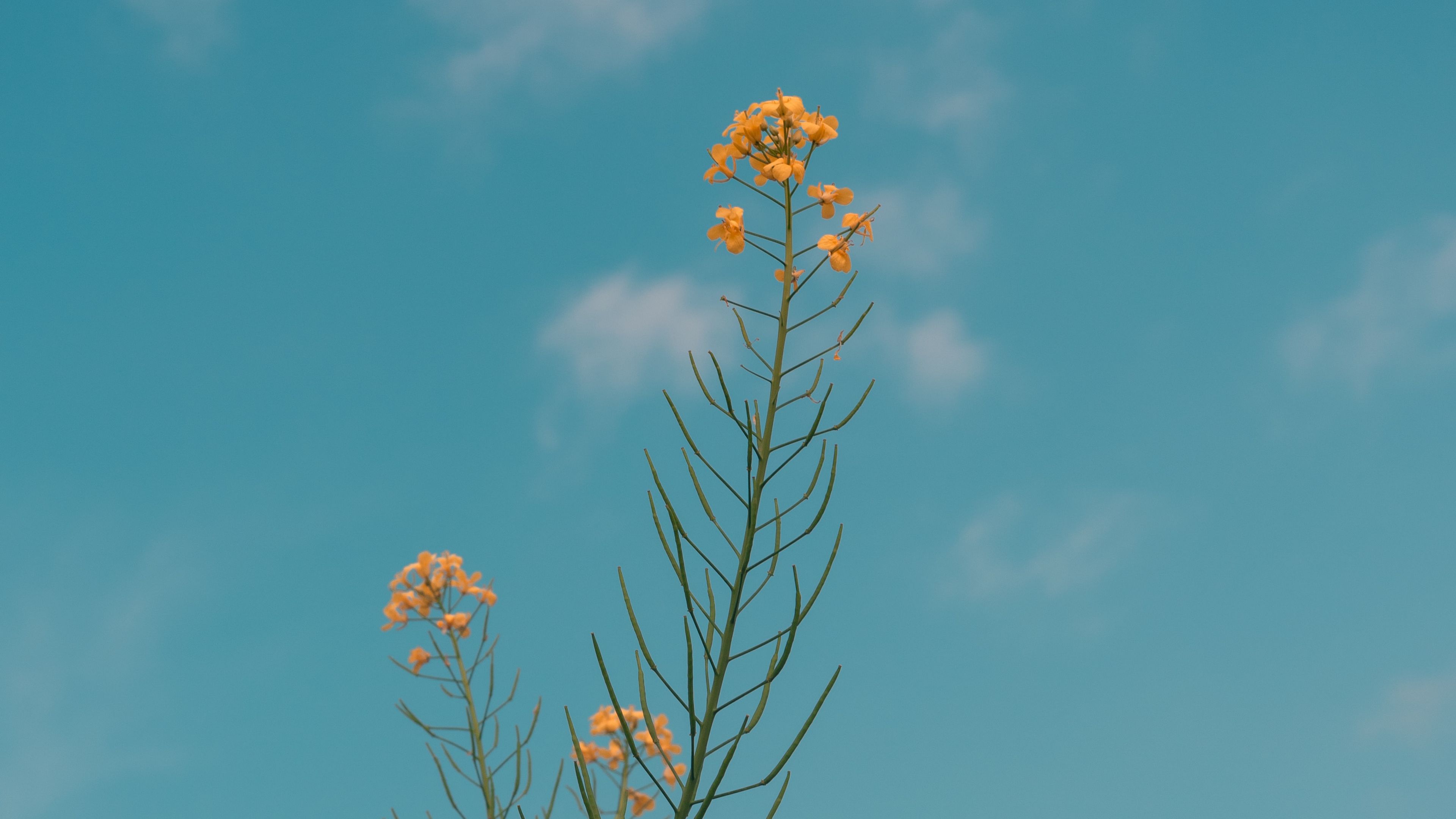 flowers, yellow, plant, summer, 4k, HD Wallpaper