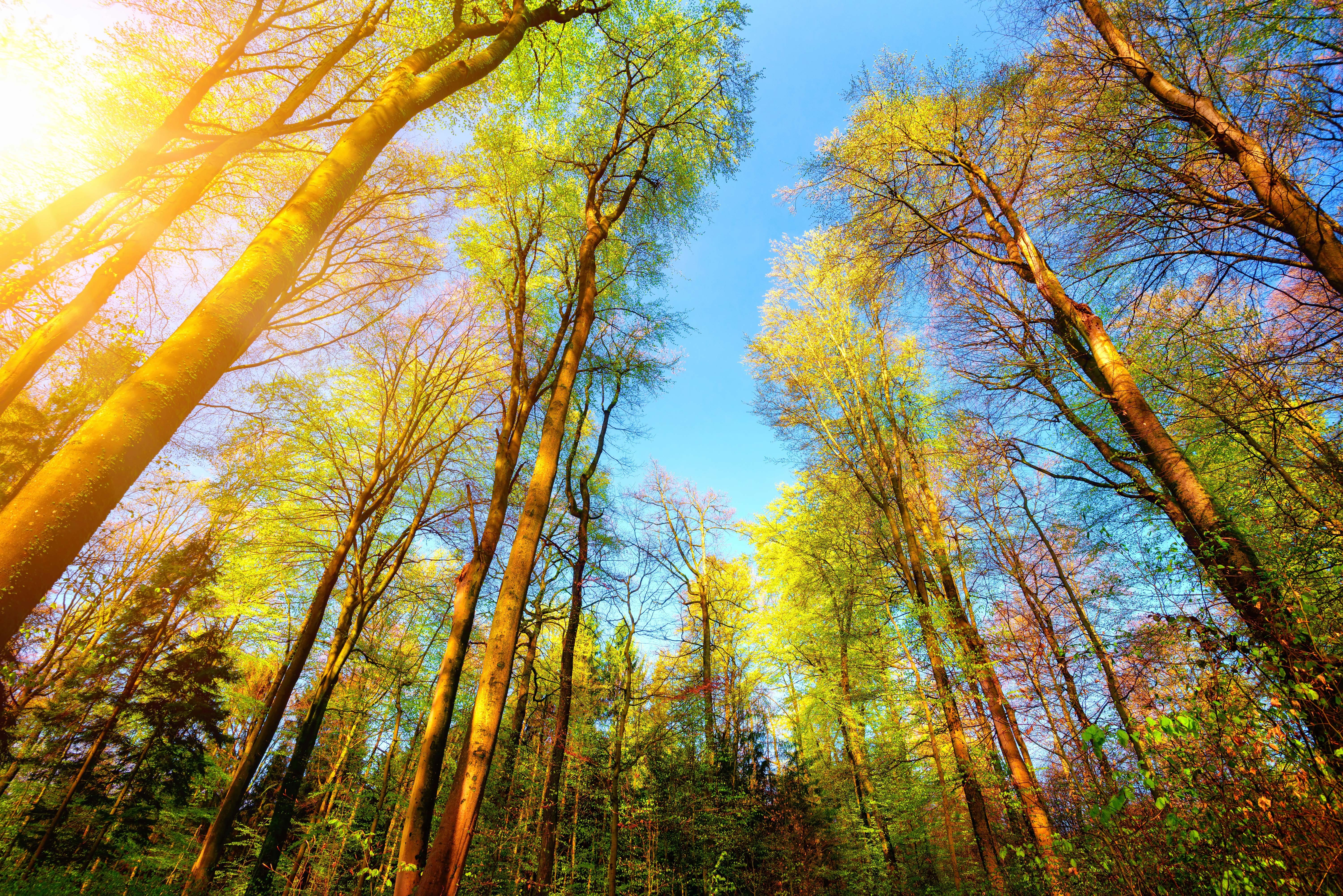 forest, trees, 4k, 5k, hd, HD Wallpaper