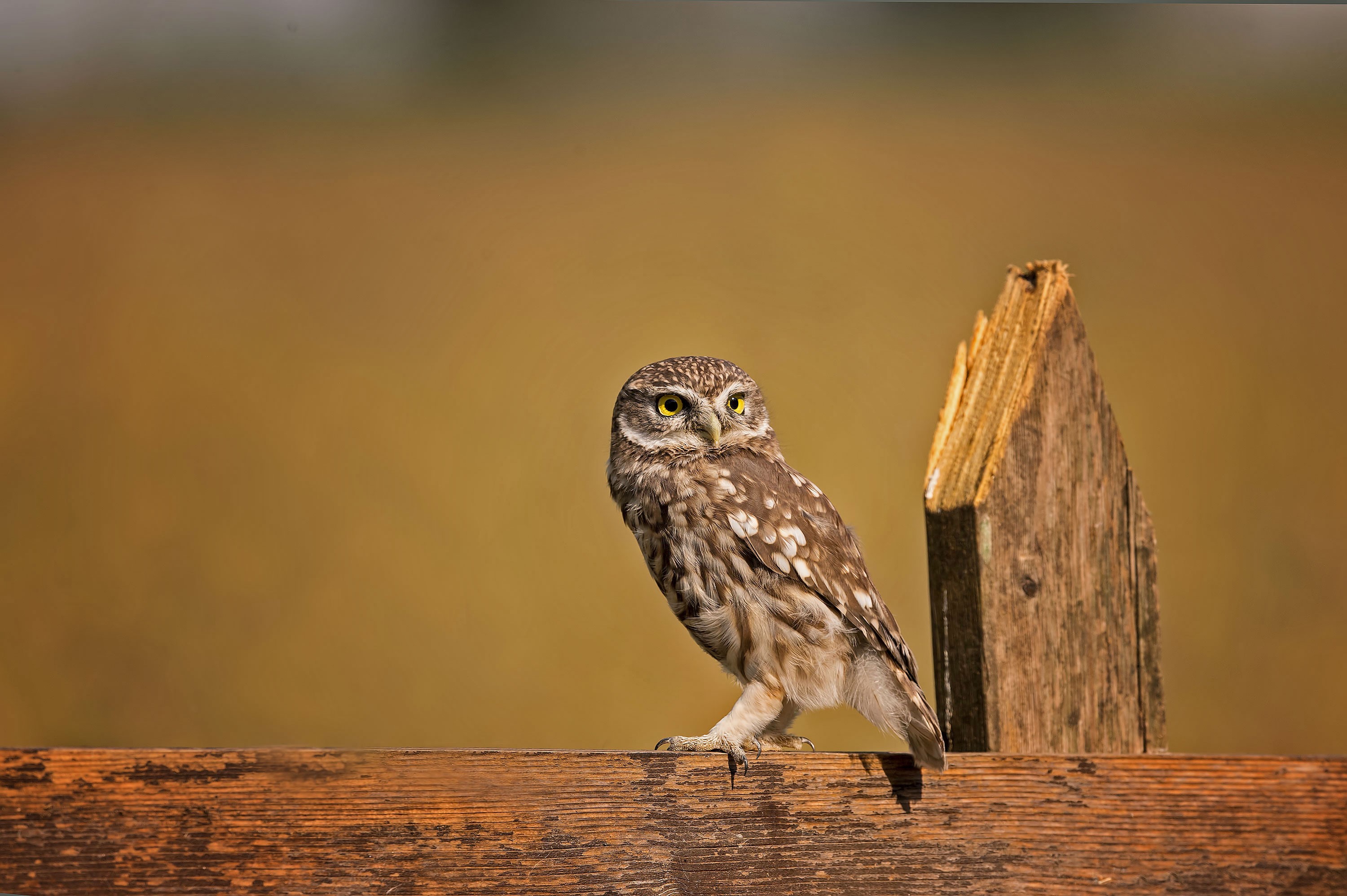 owl, birds, 4k, hd, flickr, HD Wallpaper