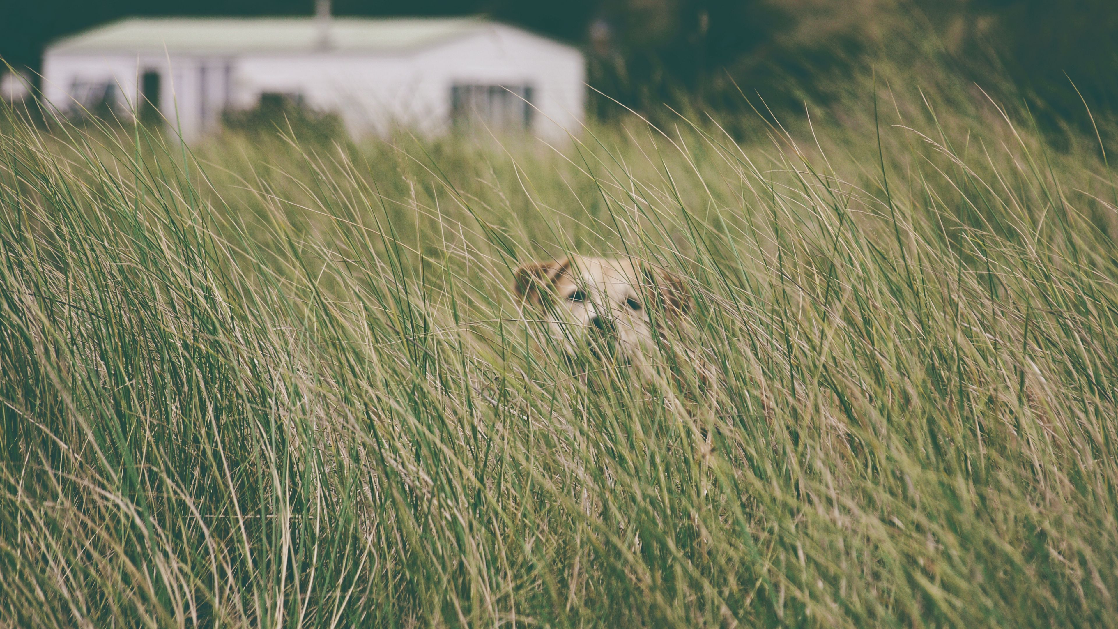 dog, grass, head, pet, 4k, HD Wallpaper