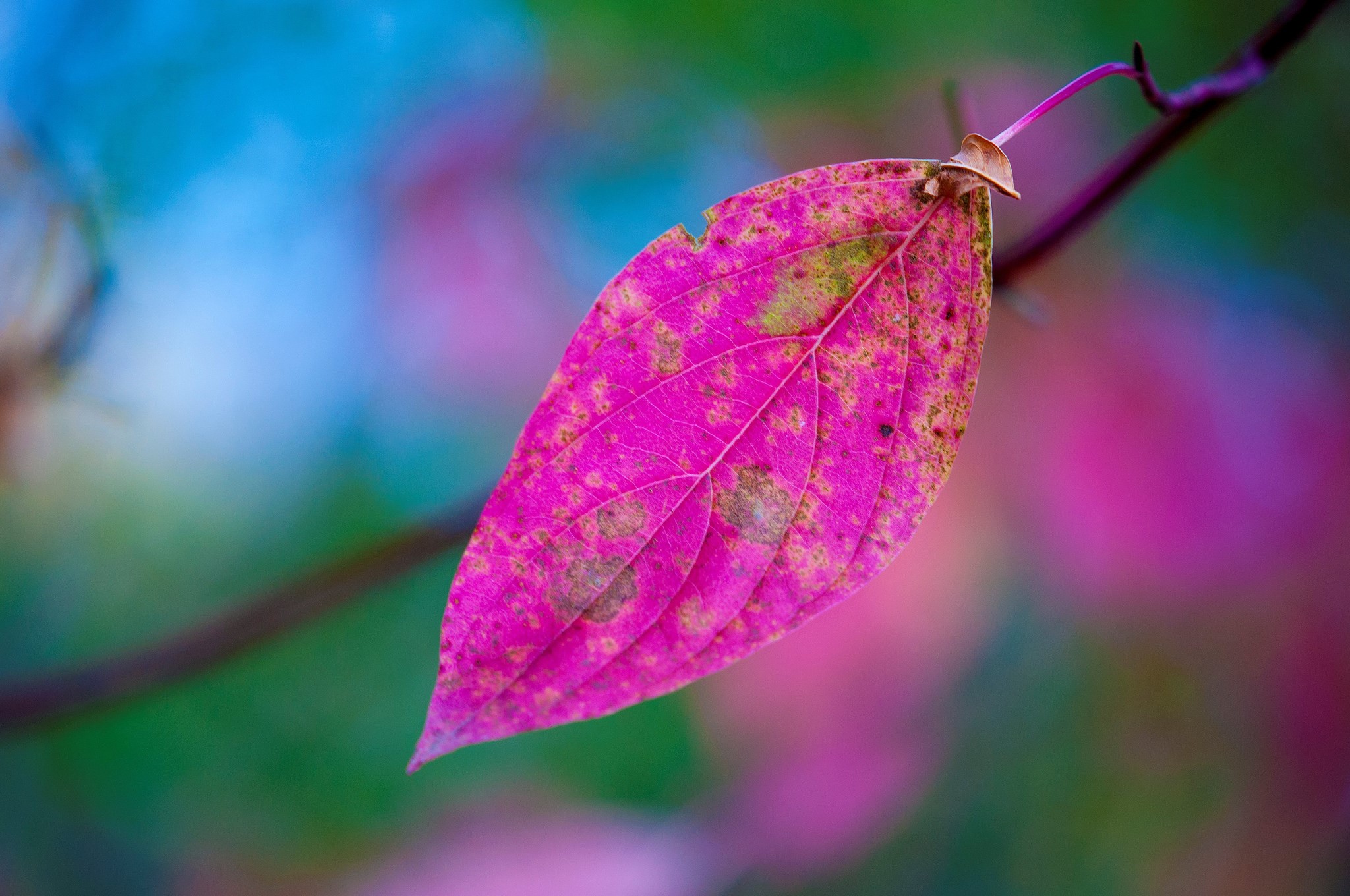 leaves, pink, nature, hd, trees, HD Wallpaper