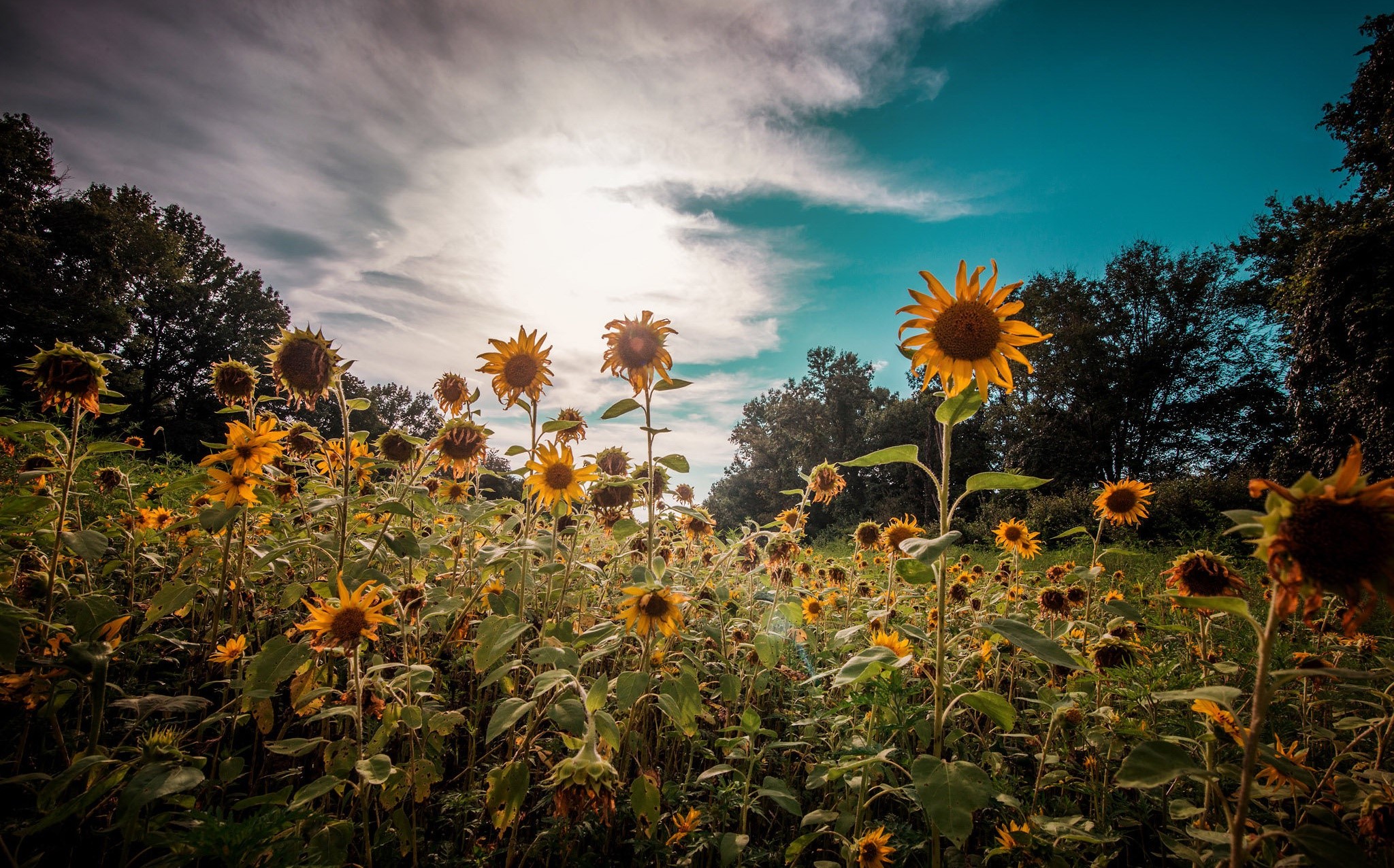 sunflowers, nature, hd, plants, HD Wallpaper