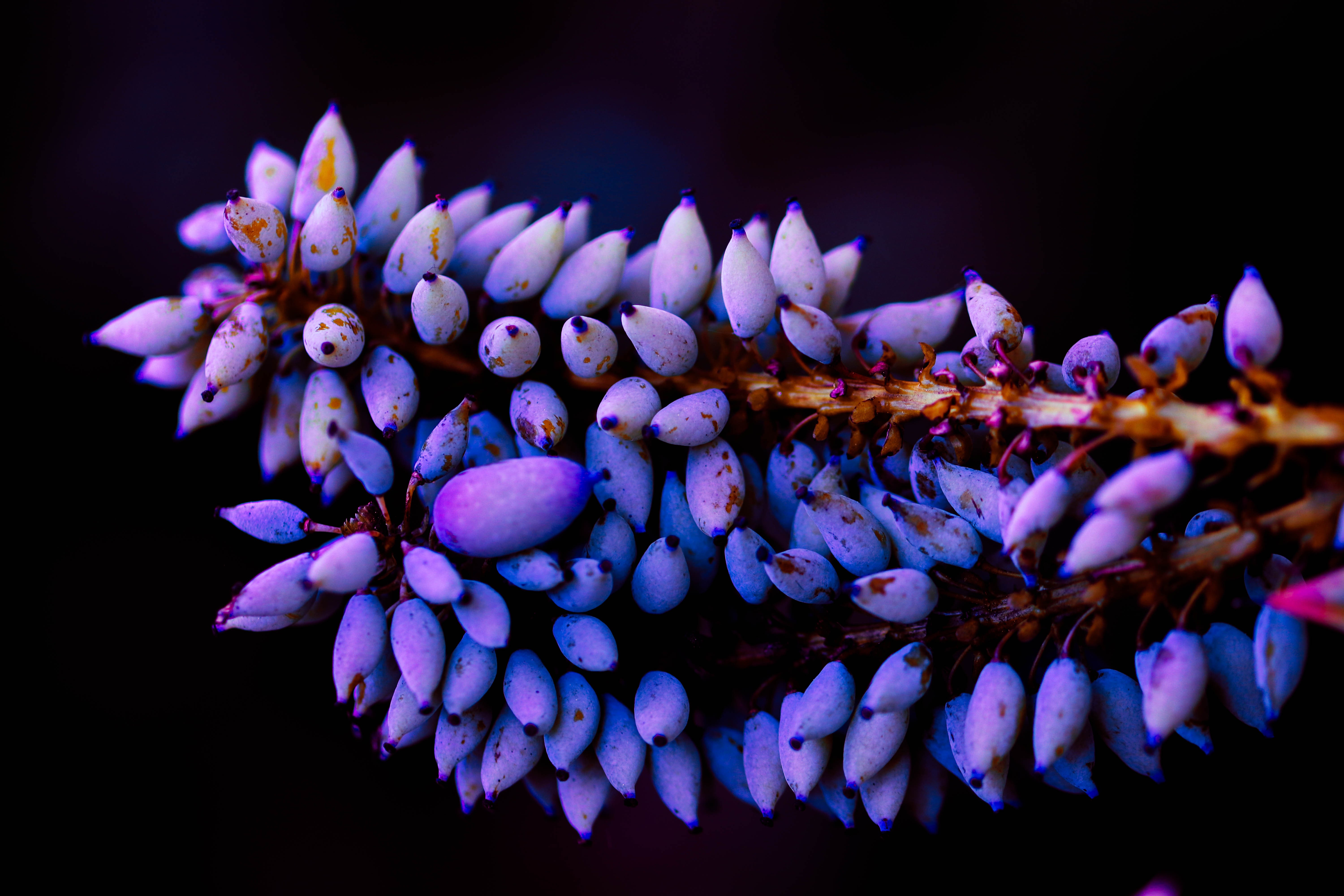 plants, macro, flowers, 4k, 5k, hd, HD Wallpaper