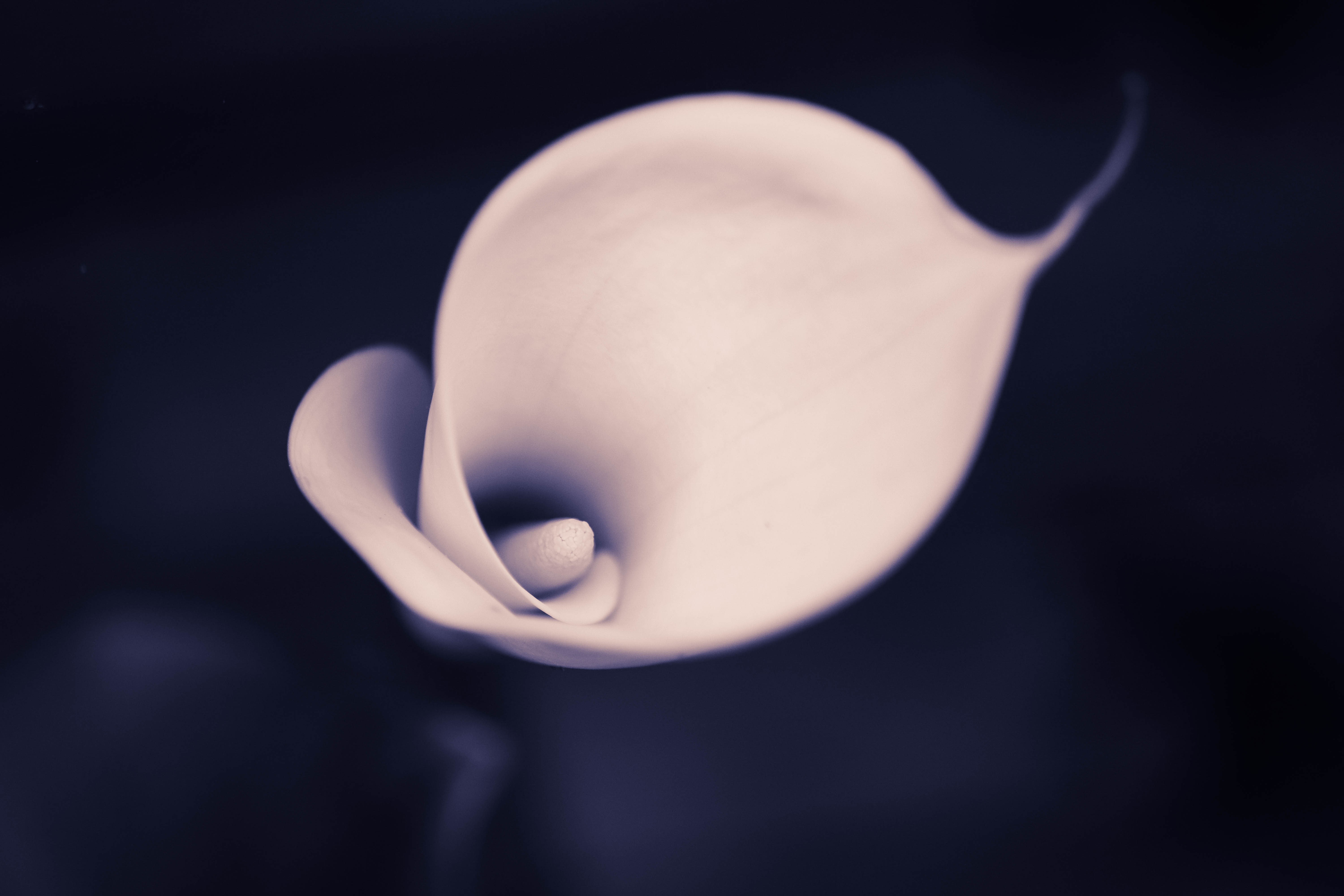 flowers, tulips, 4k, 5k, hd, HD Wallpaper