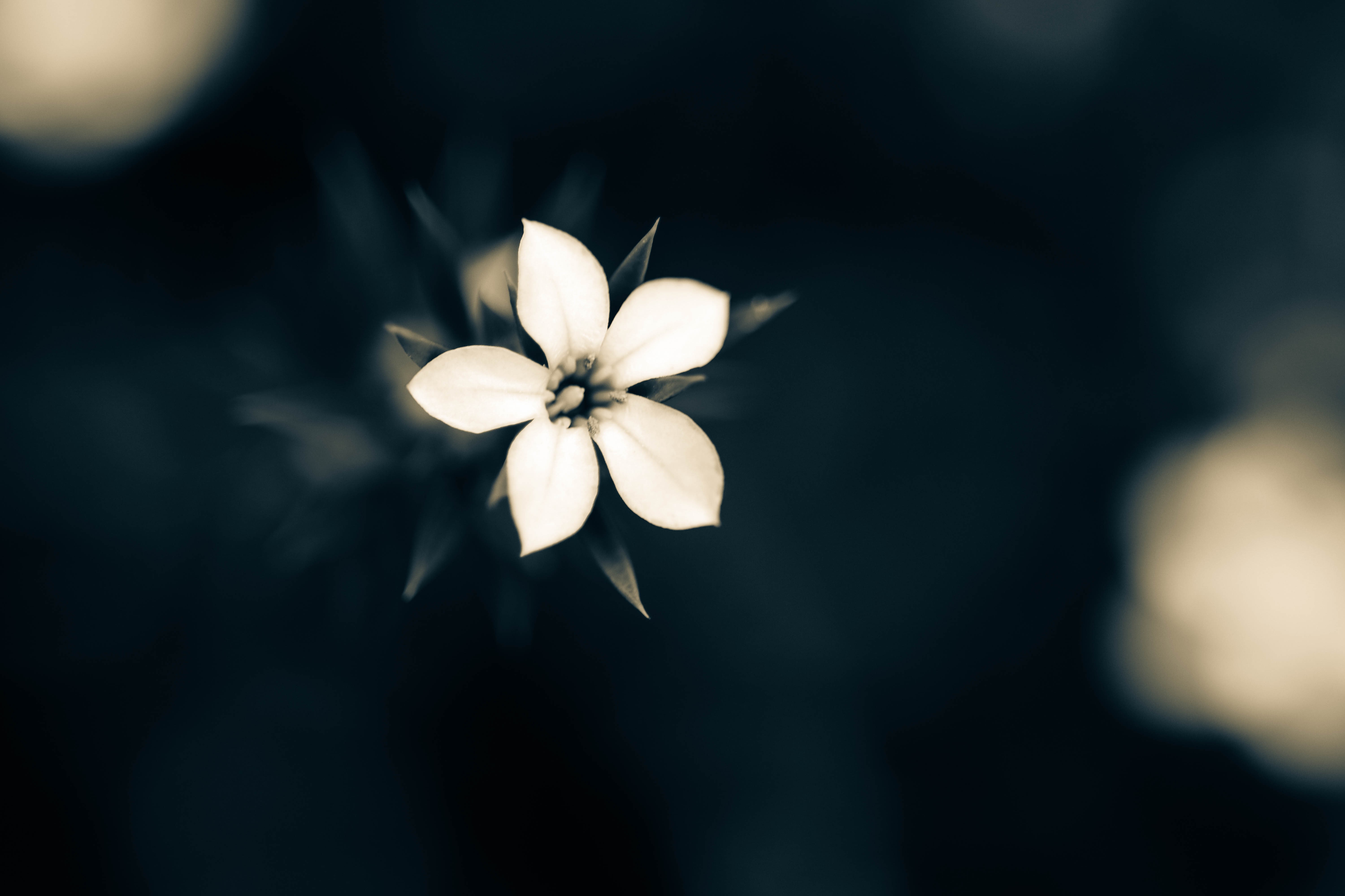 macro, flower, white, plants, hd, 4k, 5k, HD Wallpaper