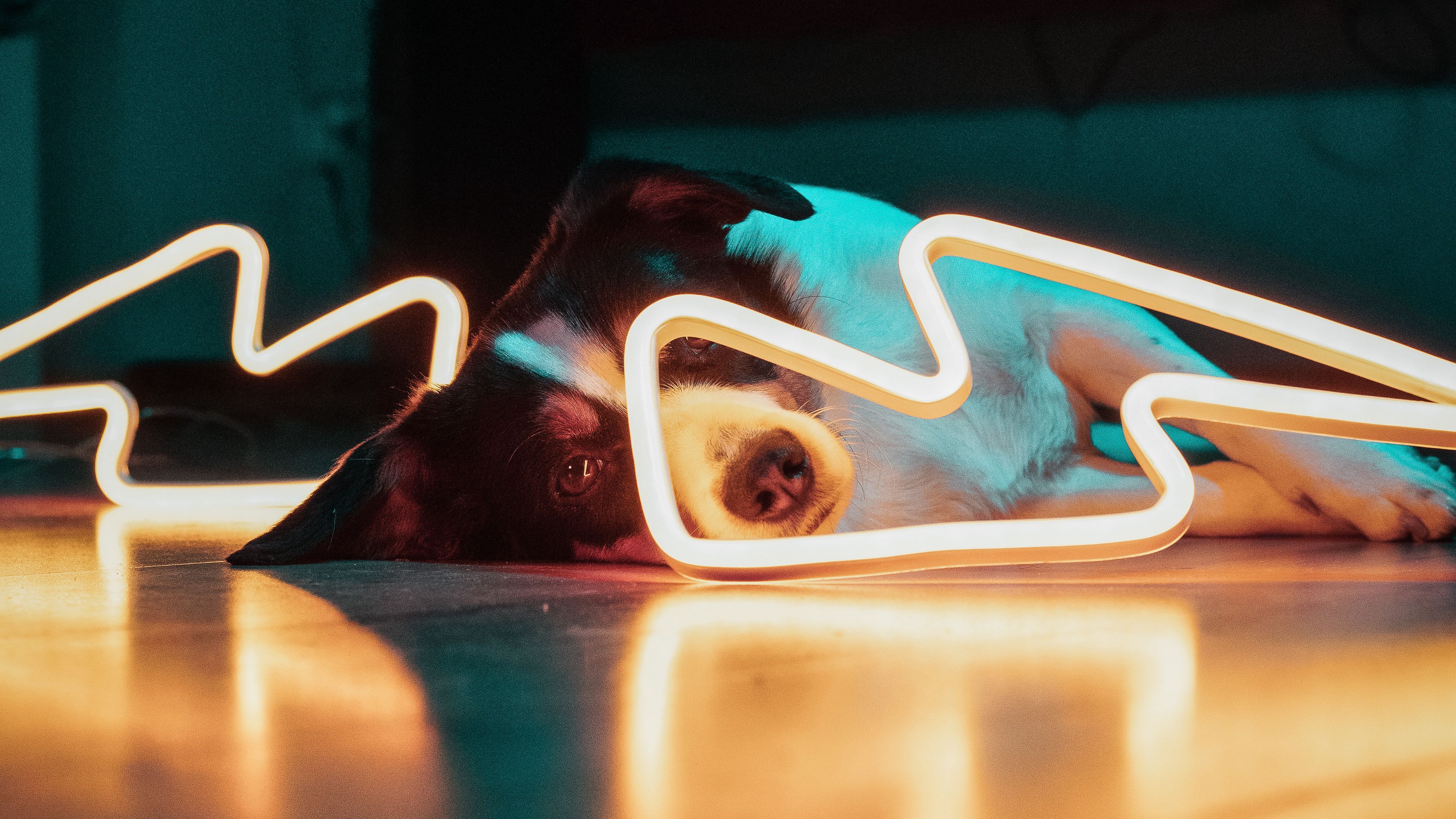dog, neon, light, pet, 4k, HD Wallpaper
