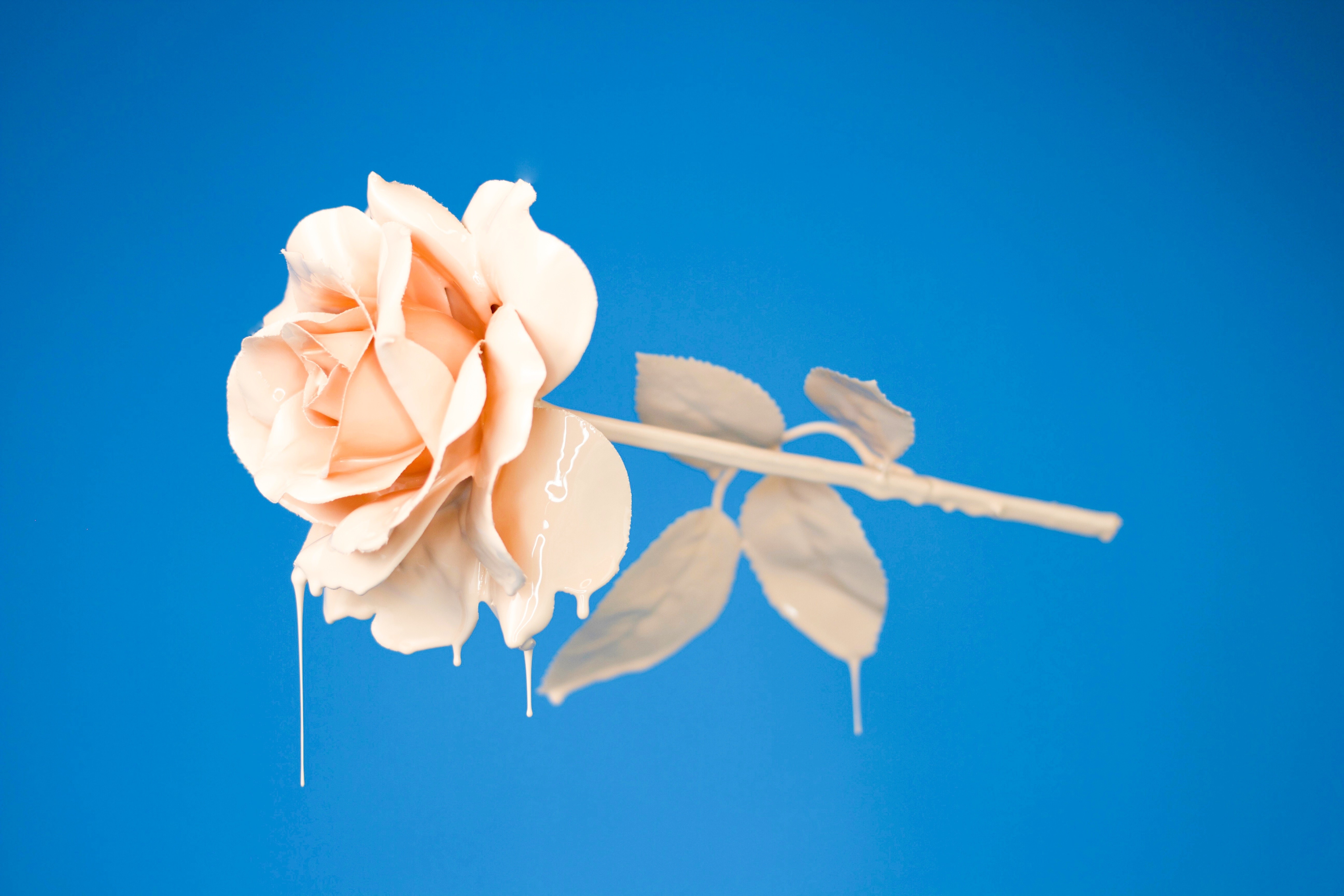 rose, flowers, 4k, hd, HD Wallpaper