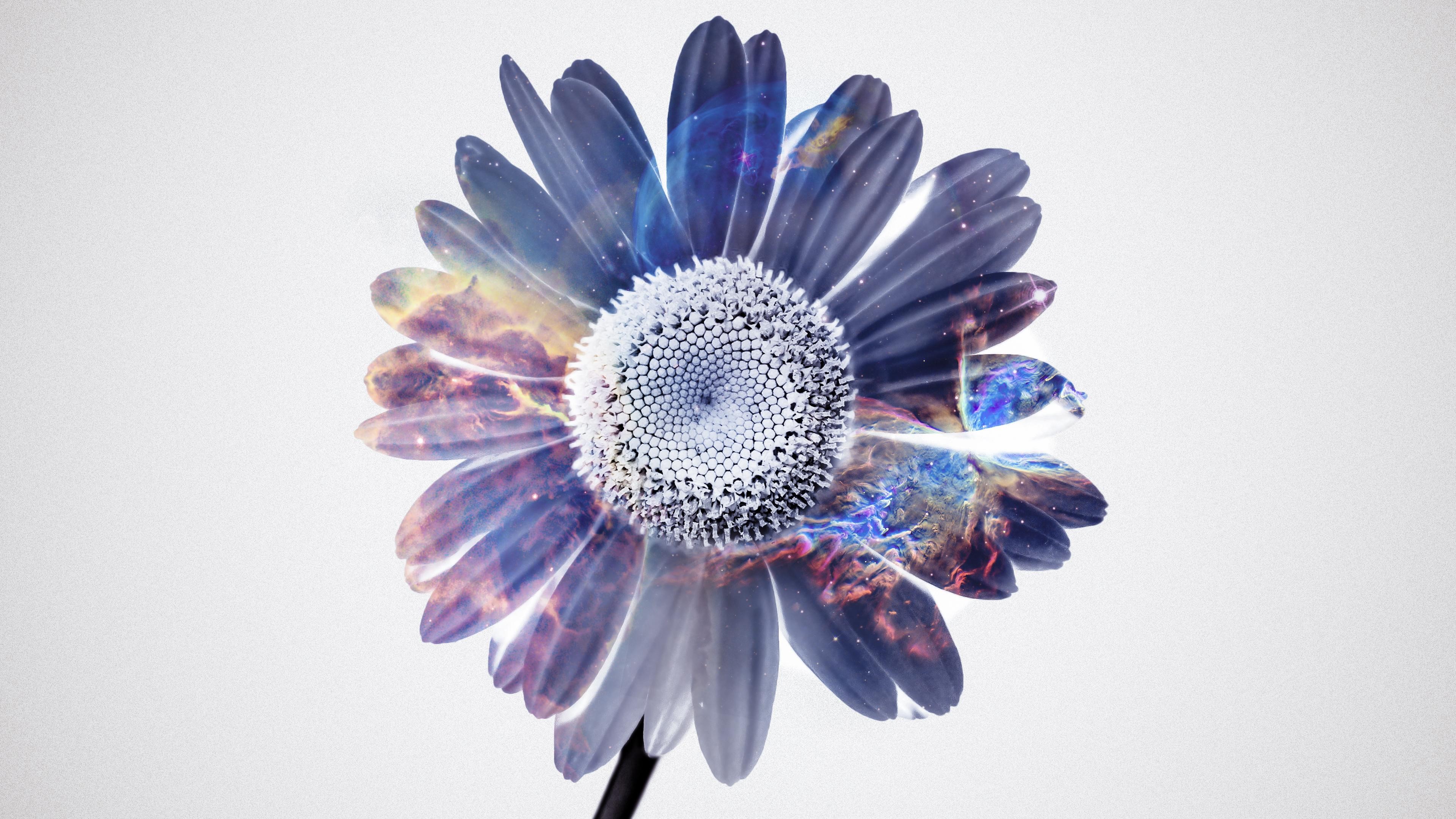 flowers, artist, fantasy, artwork, hd, 4k, HD Wallpaper