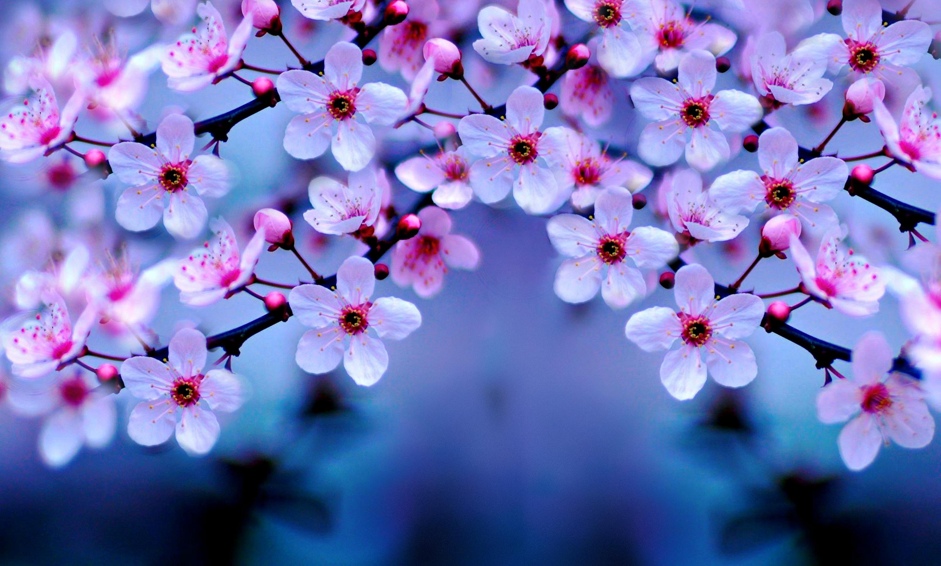 flowers, 4k, hd, HD Wallpaper