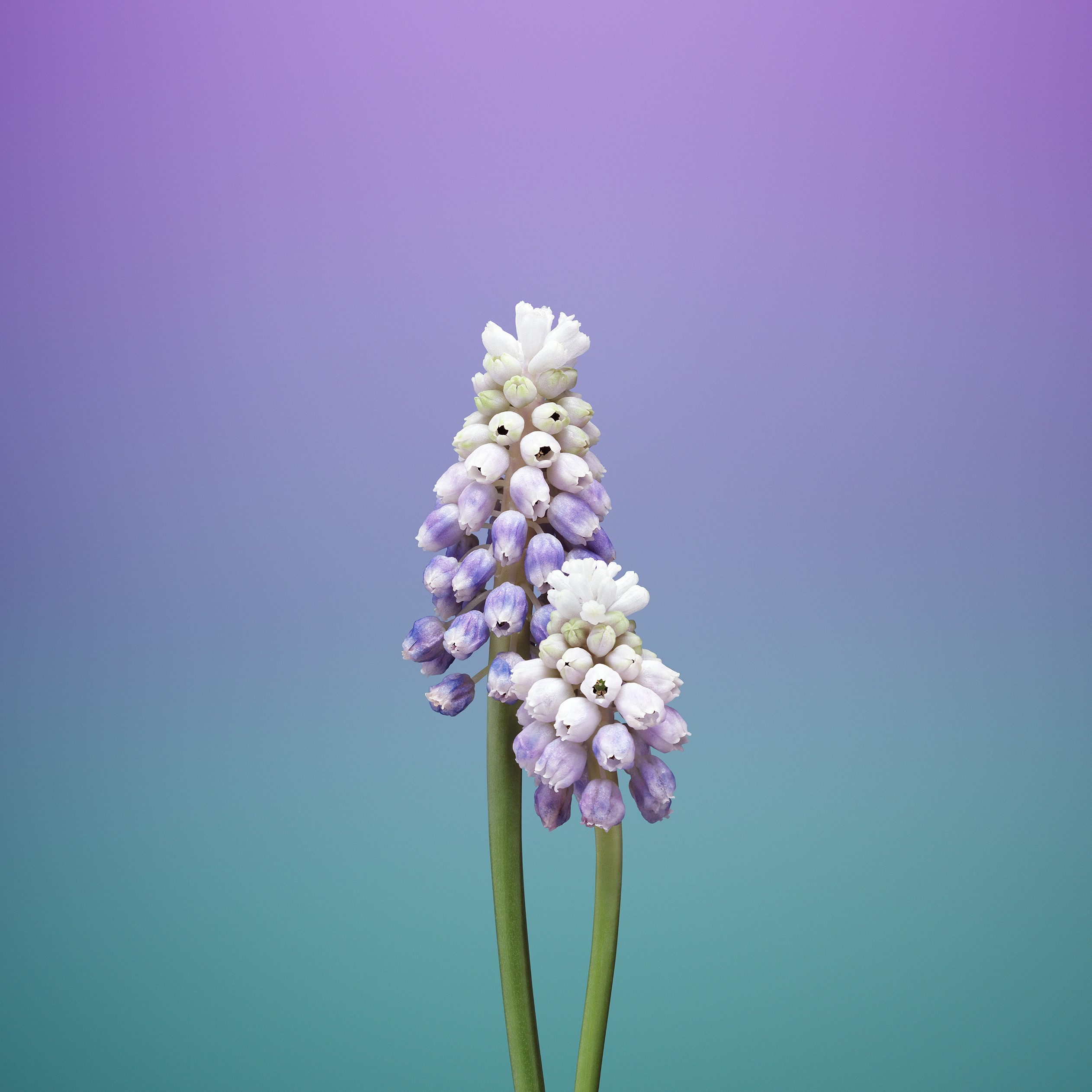 ios11, apple, flowers, hd, iphone 8, iphone x, iphone, HD Wallpaper