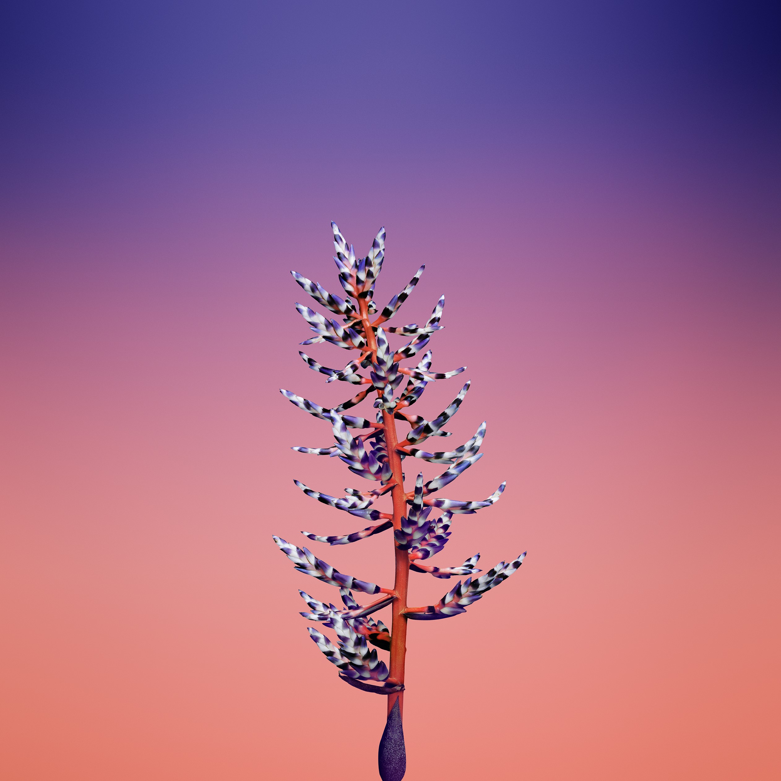 ios11, apple, flowers, hd, iphone 8, iphone x, iphone, HD Wallpaper