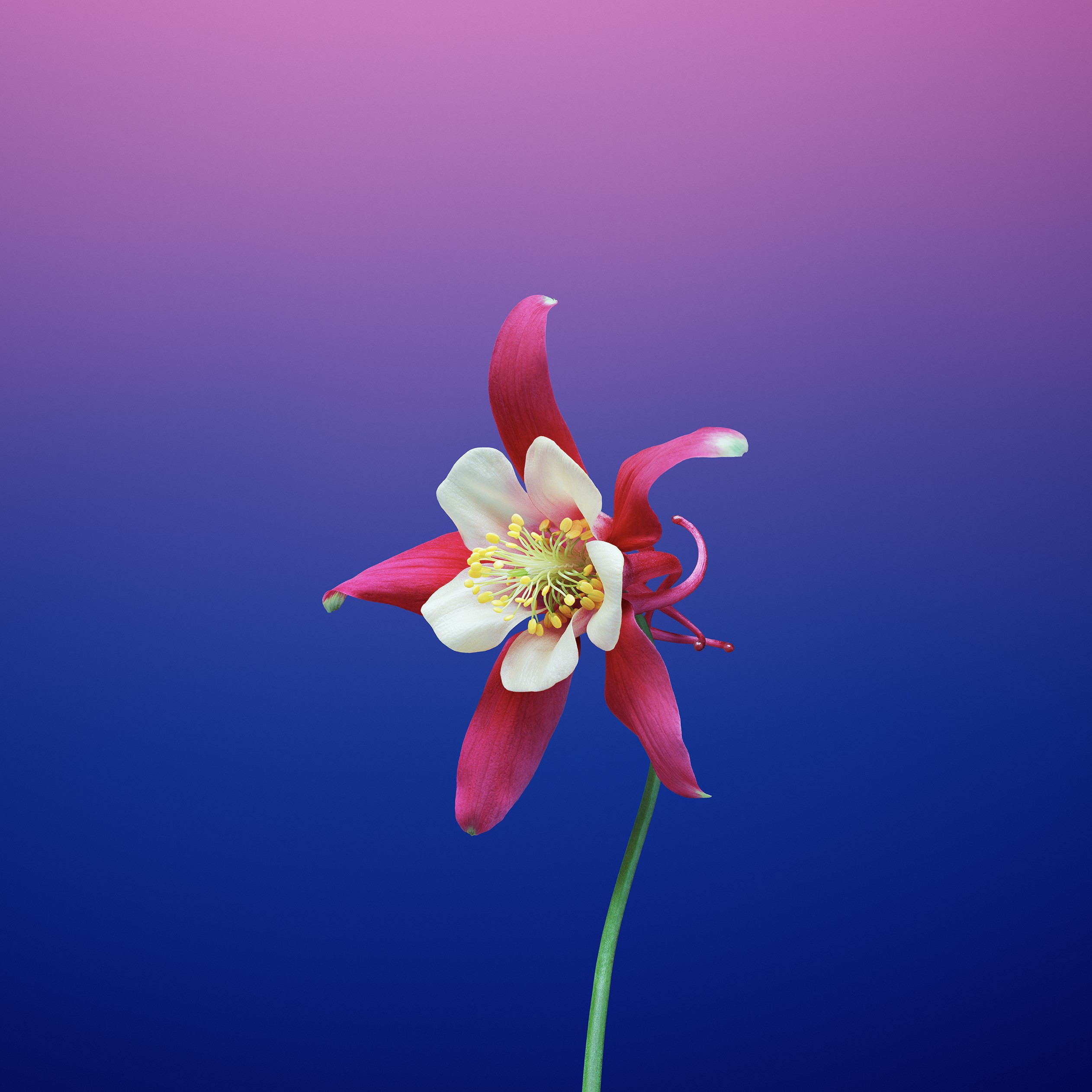 ios11, apple, flowers, hd, iphone 8, iphone x, iphone, HD Wallpaper