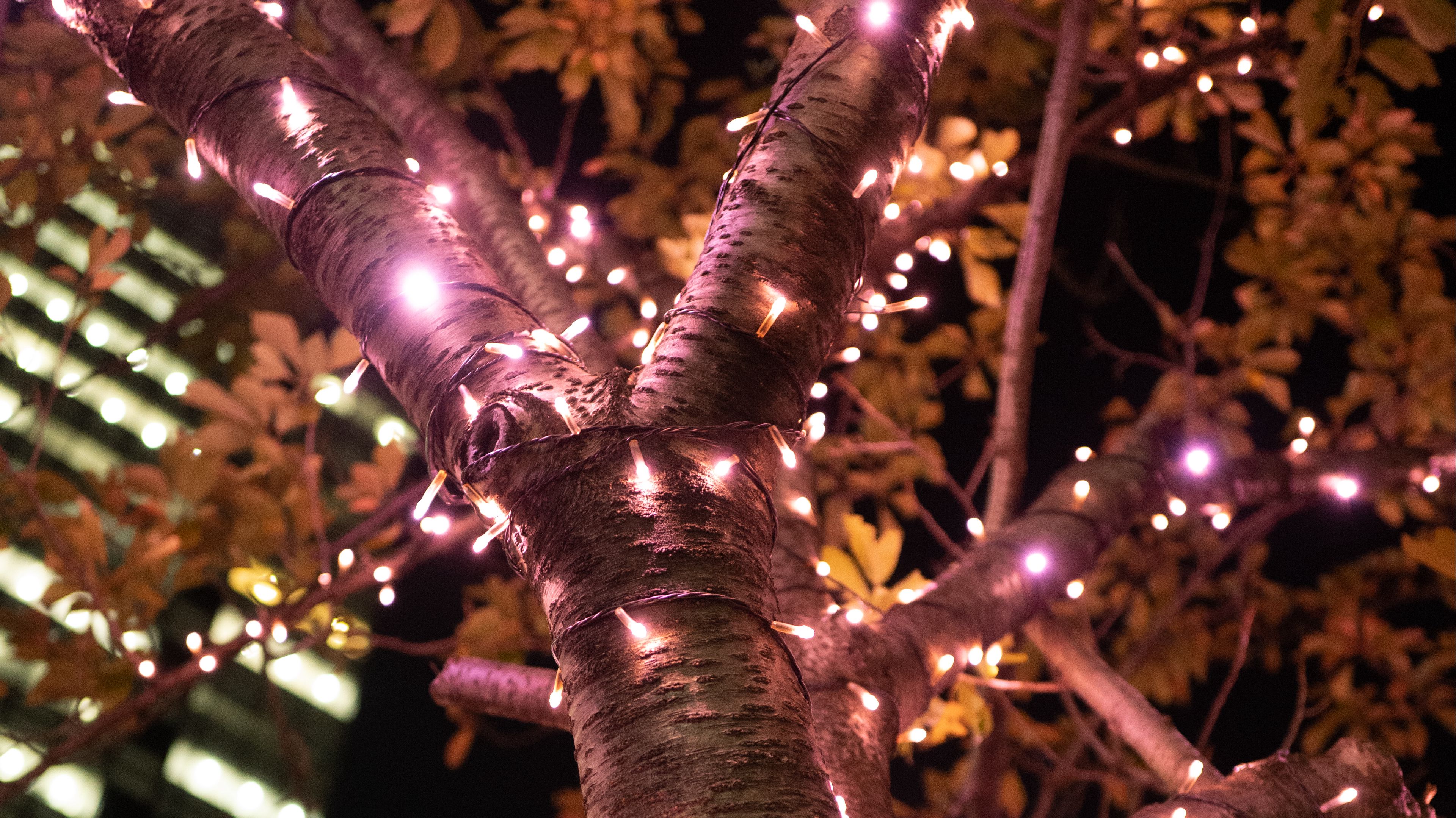 tree, garland, illumination, decoration, light, 4k, HD Wallpaper